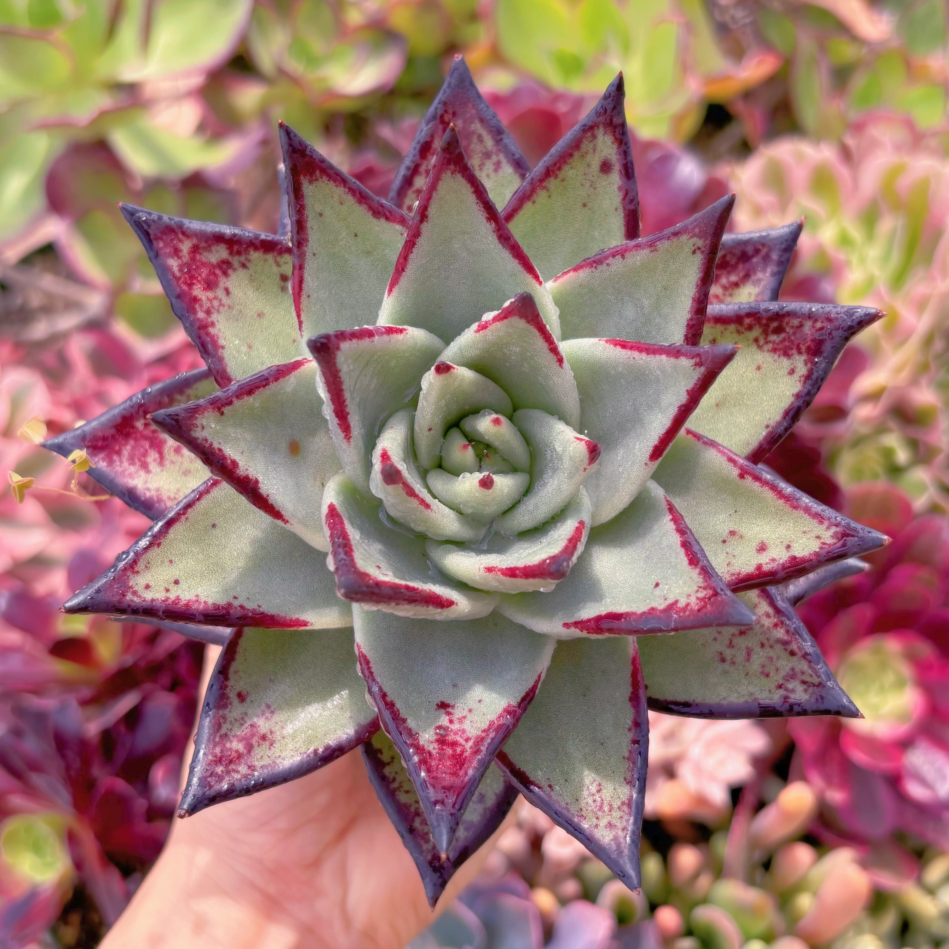 現品　黒魔王#E14　特大苗　るる農園