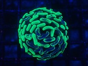 ParaAncora "ToxicMerble" 4