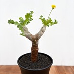 Othonna cremnophila【オトンナ・クレムノフィラ・実生】