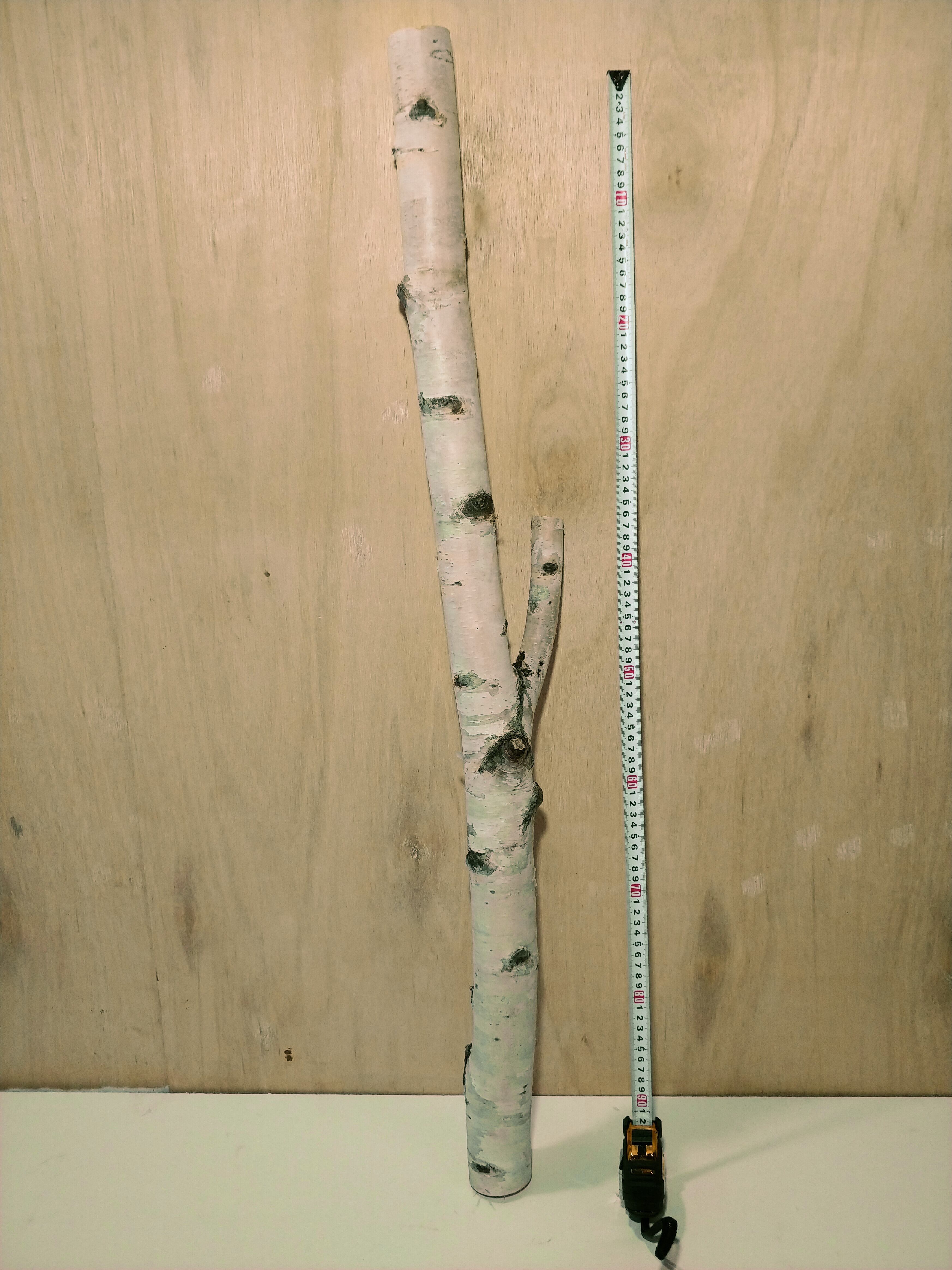 白樺枝1m 太　太さ6cm