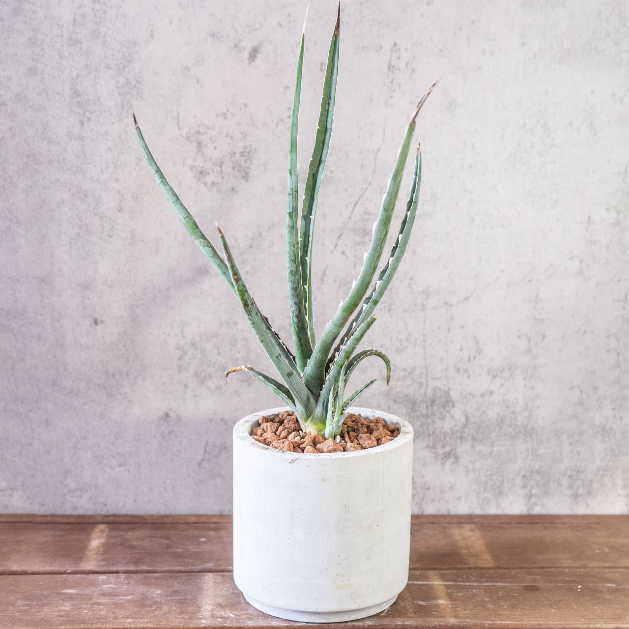 鋭い棘と細い葉が放射状に伸びるアガベ・キシロアカンサ。全長45cmの迫力ある姿を、質感の良い手づくりモルタル鉢に合わせました。|虫発生抑制|送料全国一律850円