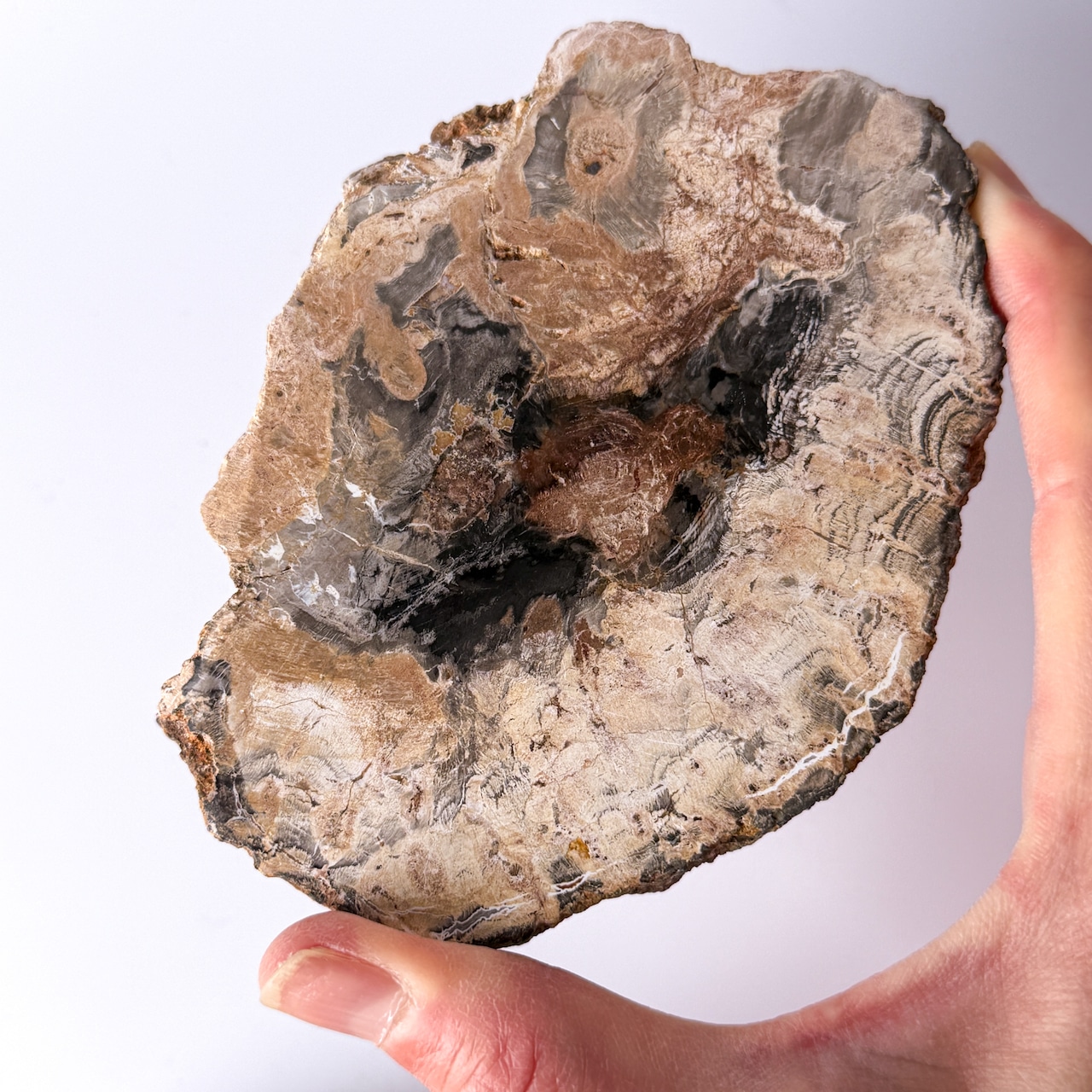 ペトリファイドウッド（珪化木）スラブ ＊ Petrified Wood ＊ 天然石