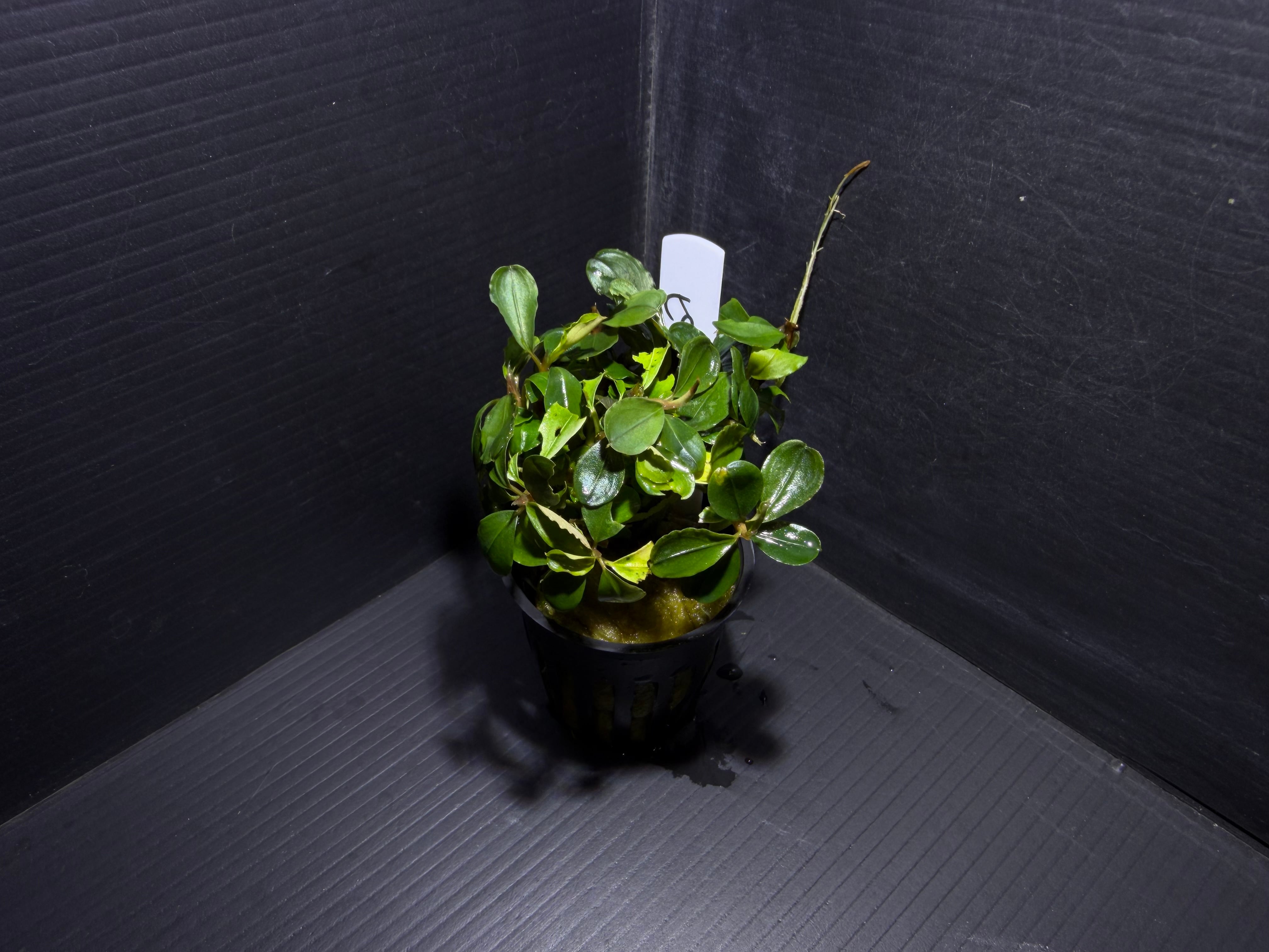 ブセファランドラ | AquaFocus