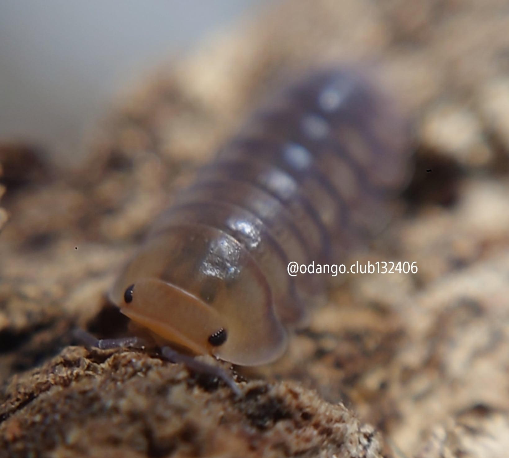 キュートハニータイガー 5匹 ダンゴムシ おだんごくらぶ