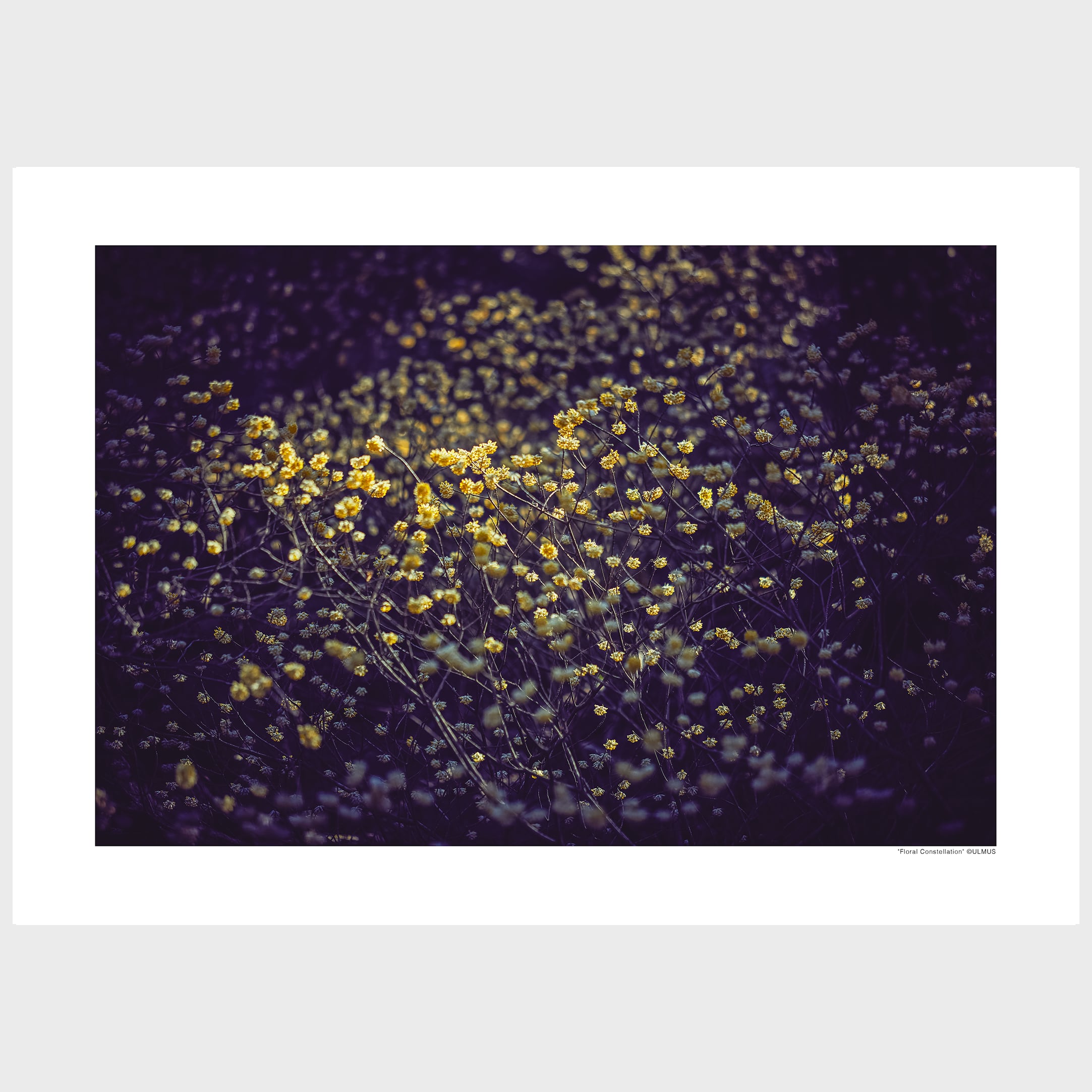 "Floral Constellation" 花の星座