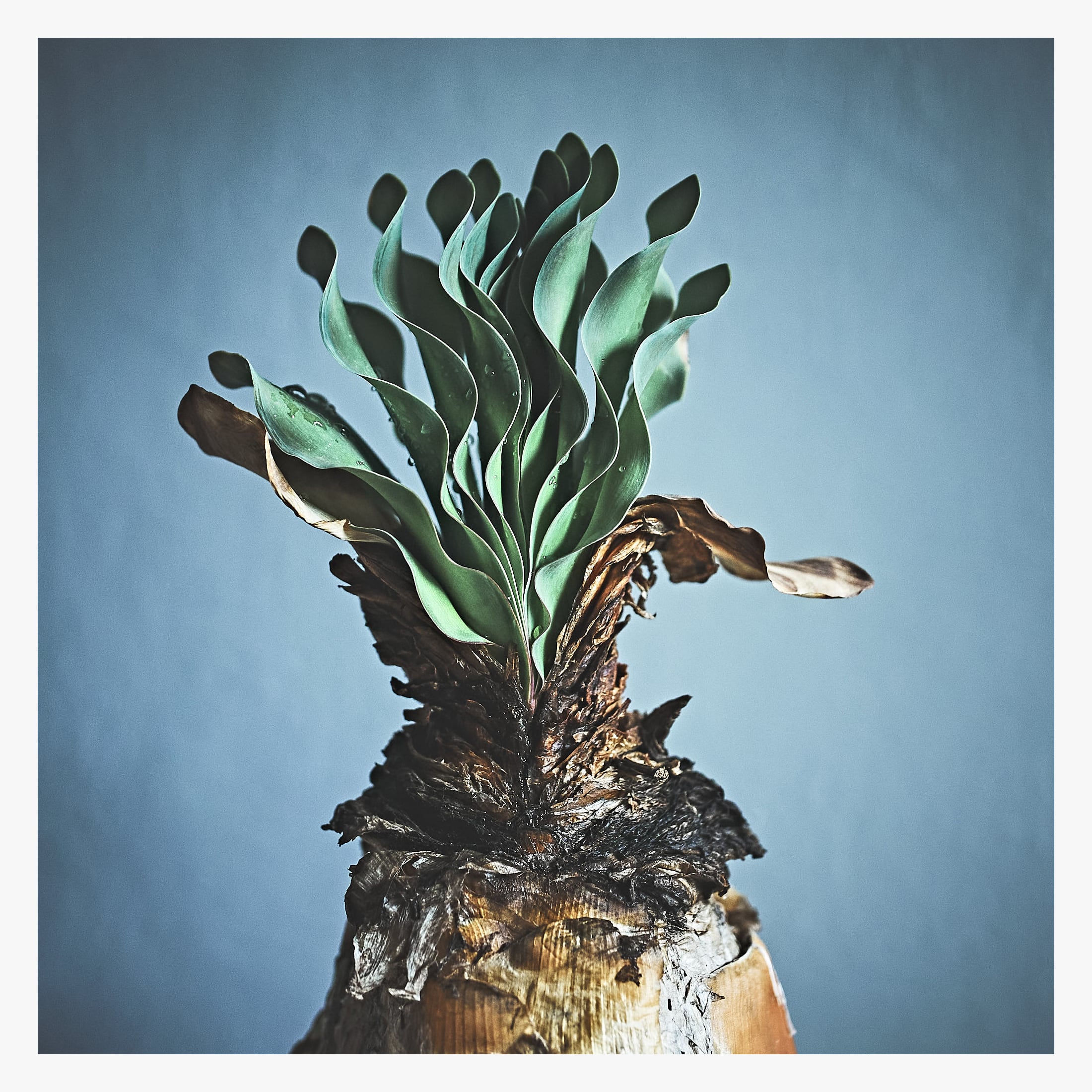 Boophane haemanthoides ブーファン ハエマンソイデス | いい日あたり