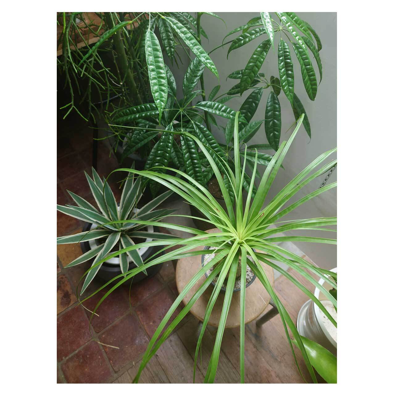 Beaucarnea（Nolina）recurvata | Seeding