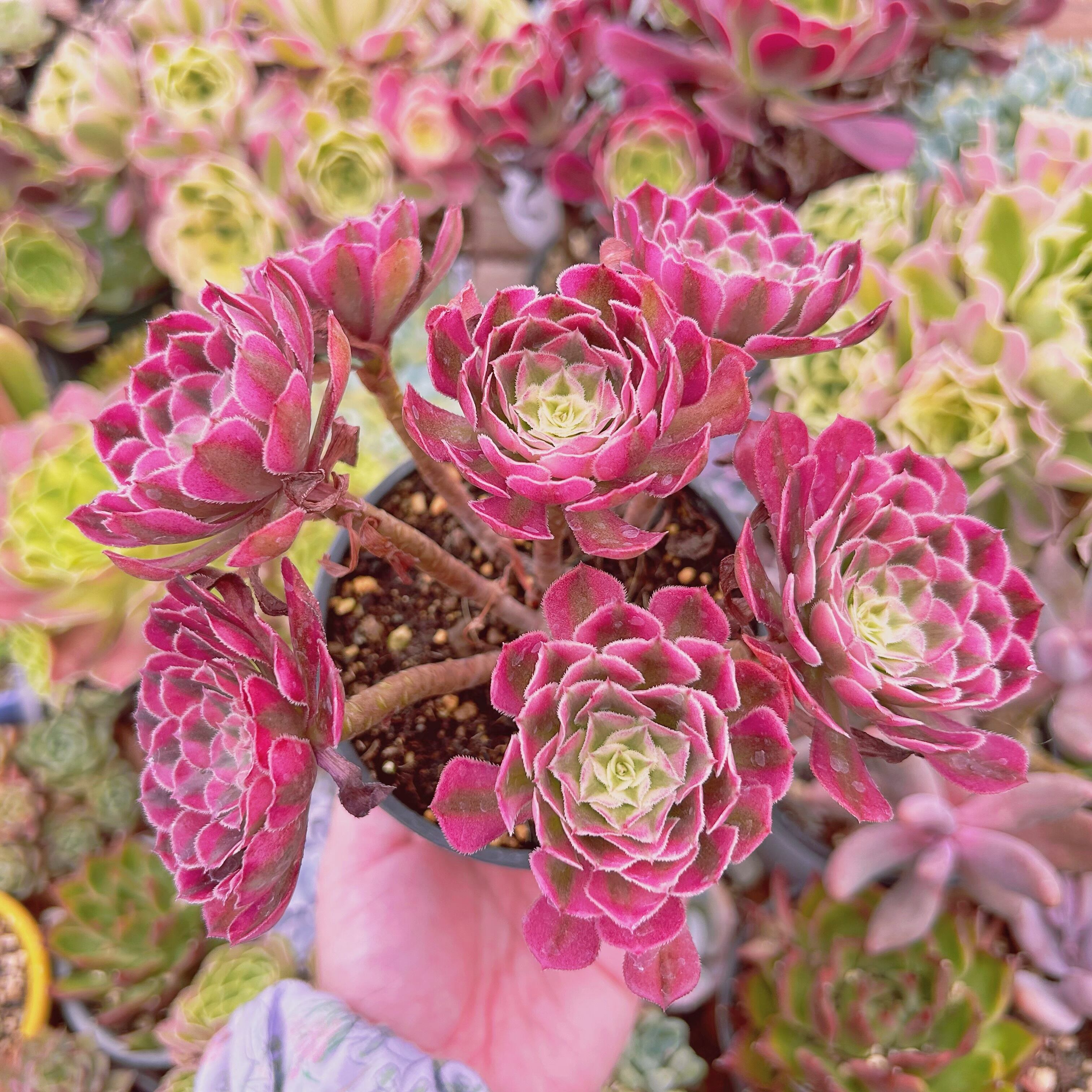 #611現物　多肉植物　Aeonium   ブラックチェリー　特大　抜き苗
