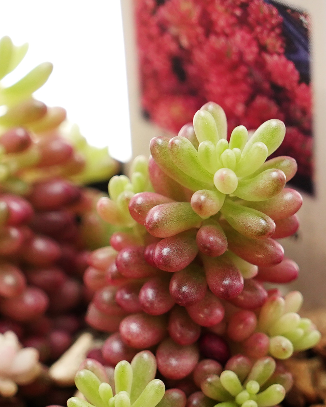 鉢植え オーロラベリー Sedum 'Aurora Berry'