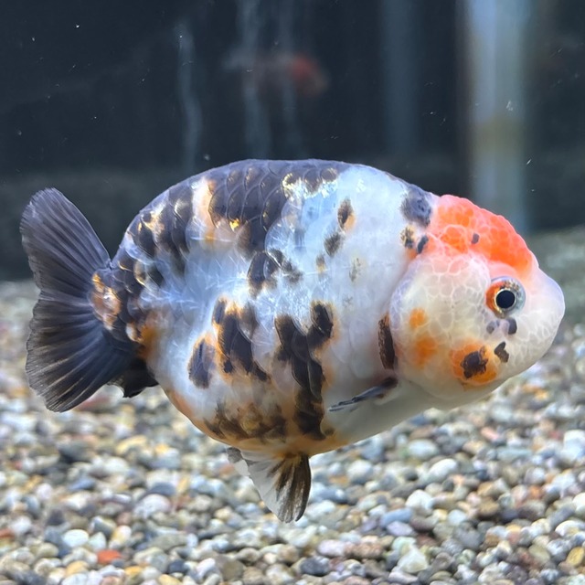 江戸錦　８ｃｍ