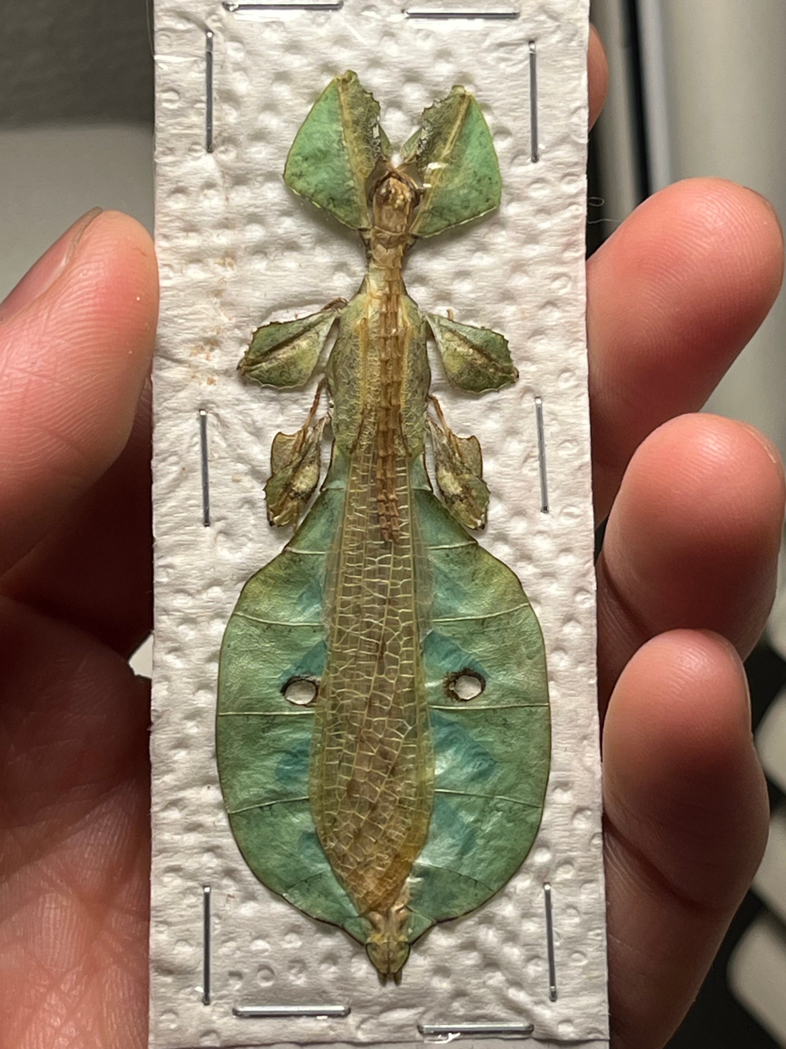 オオコノハムシ 青緑モルフ昆虫標本 ナナフシタランチュラムカデサソリ