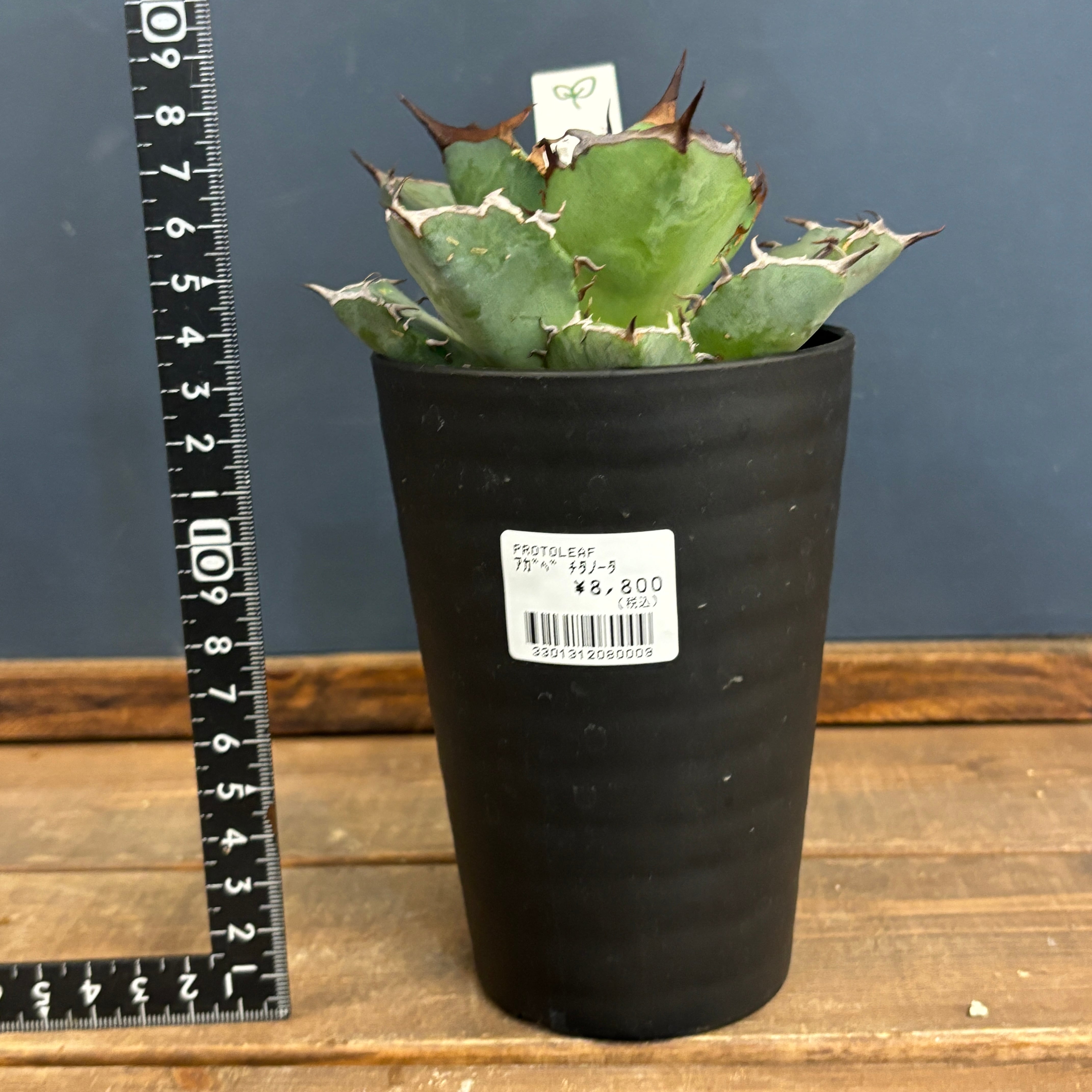 アガベ チタノタ 黒犀牛【44】 | PROTOLEAF プロトリーフ