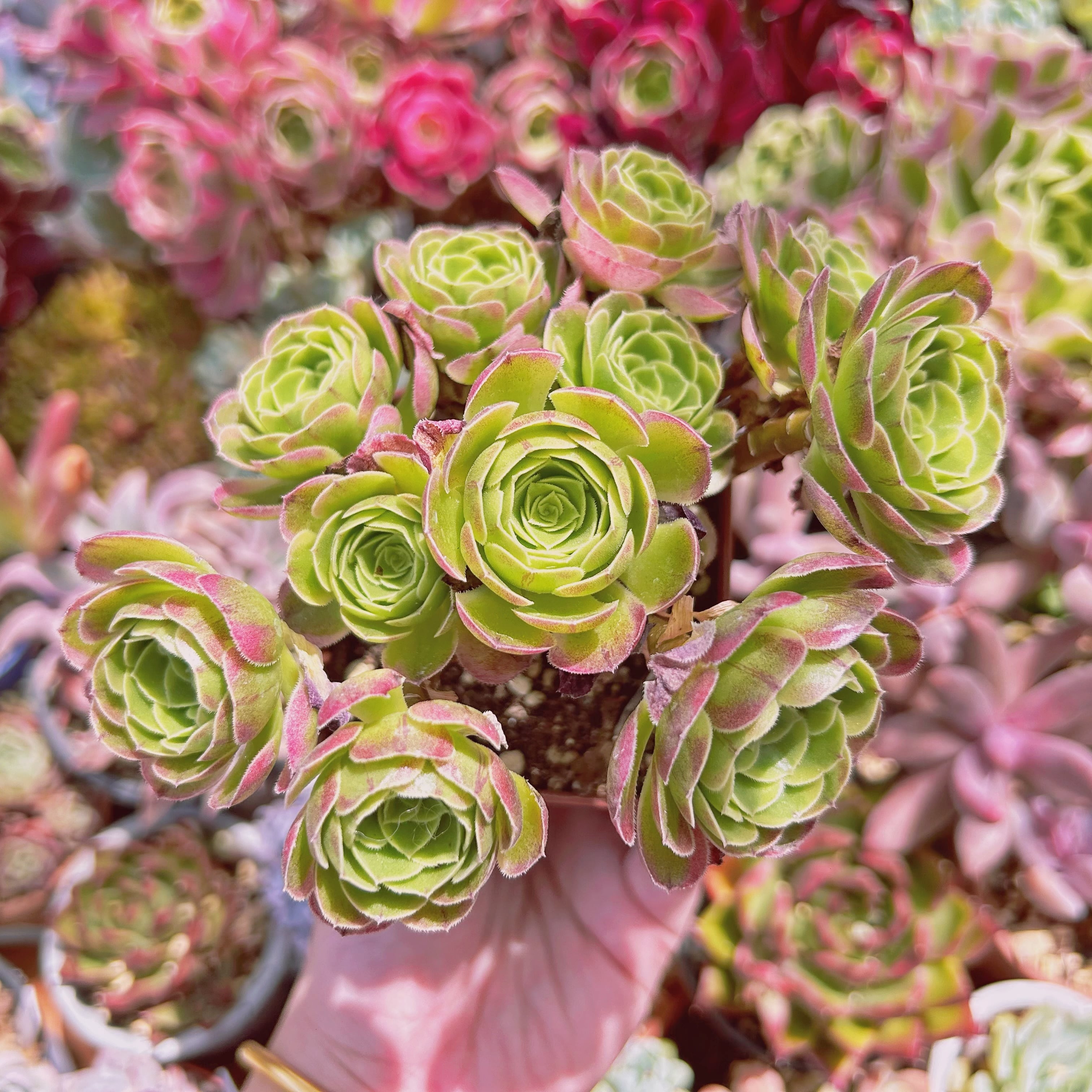 #1120現物　多肉植物　Aeonium ゴールドハロウィン　抜き苗