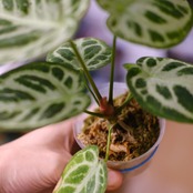 アンスリウム ドラヤキ × シルバーブラッシュ / Anthurium Dorayaki × Anthurium Silver brush⑩/ 観葉植物<育て方・花言葉>