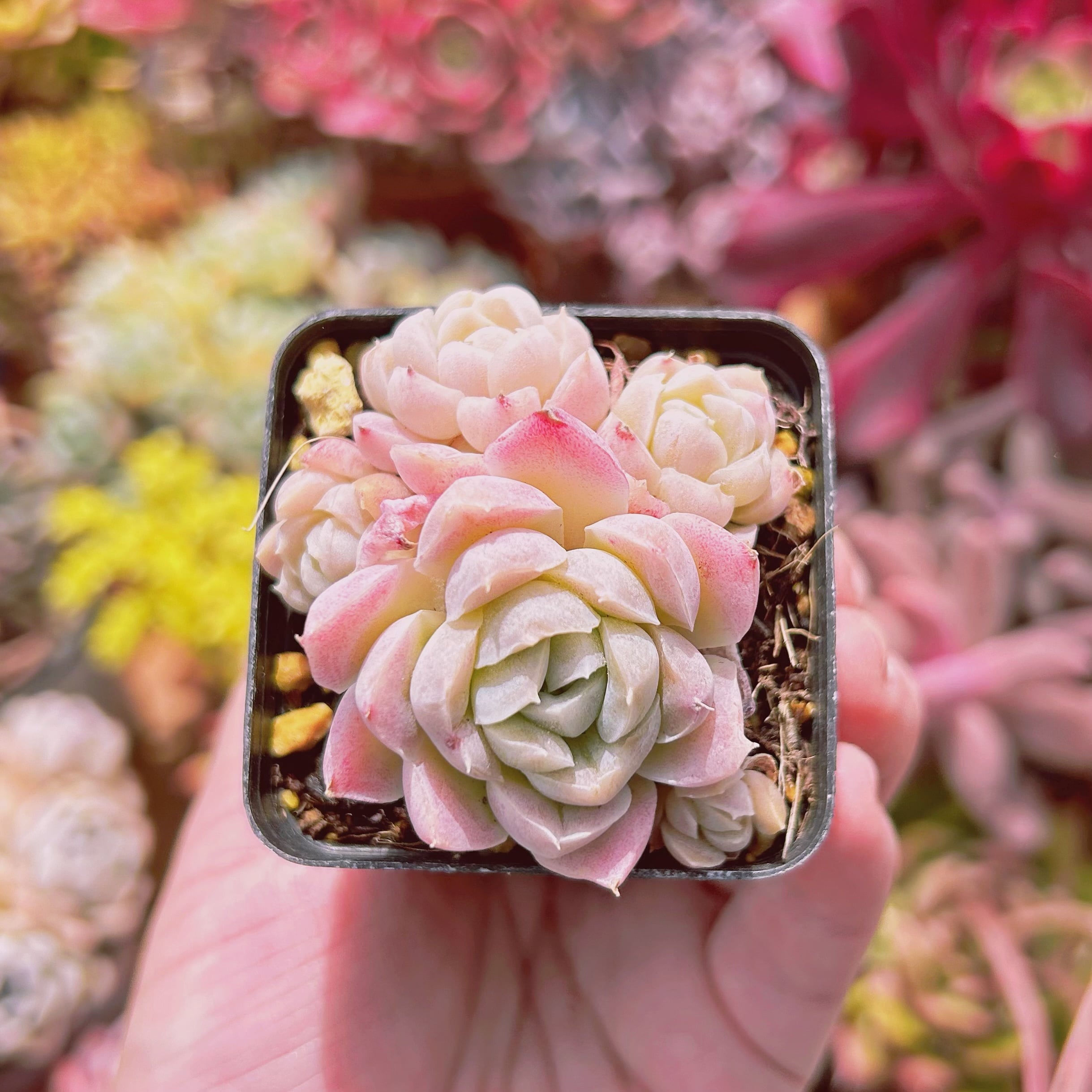 現物 多肉植物 白瑠璃 抜き苗 | るる農園~多肉植物専門