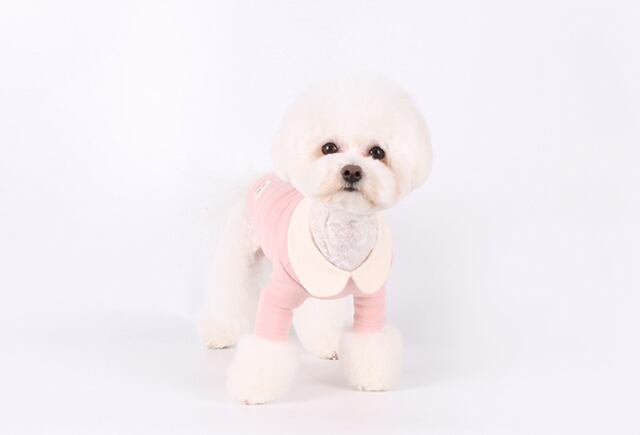 【SALE】creamy kara t-shirt S ~ XL  /  犬服 春夏 新作 可愛い 犬の服 トップス 長袖 ドッグウェア ストレッチ 小型犬 中型犬 ペット