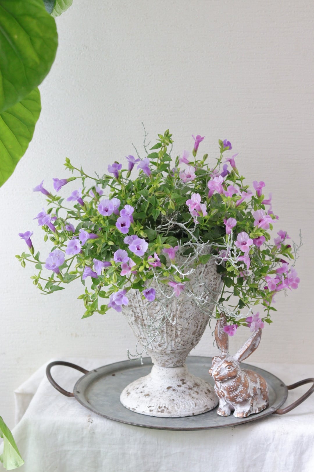 スーパートレニアのアンティークカップ寄せ植え スーパートレニアのアンティークカップ寄せ植え | Total Plants Egret