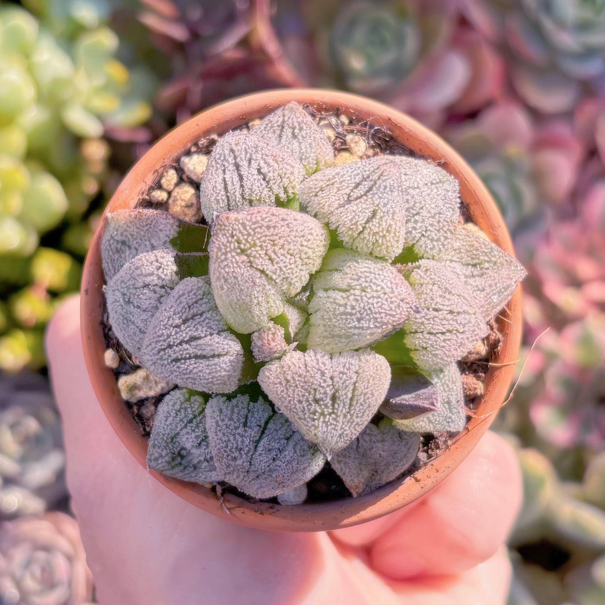 多肉植物　雪の里　新入荷　るる農園