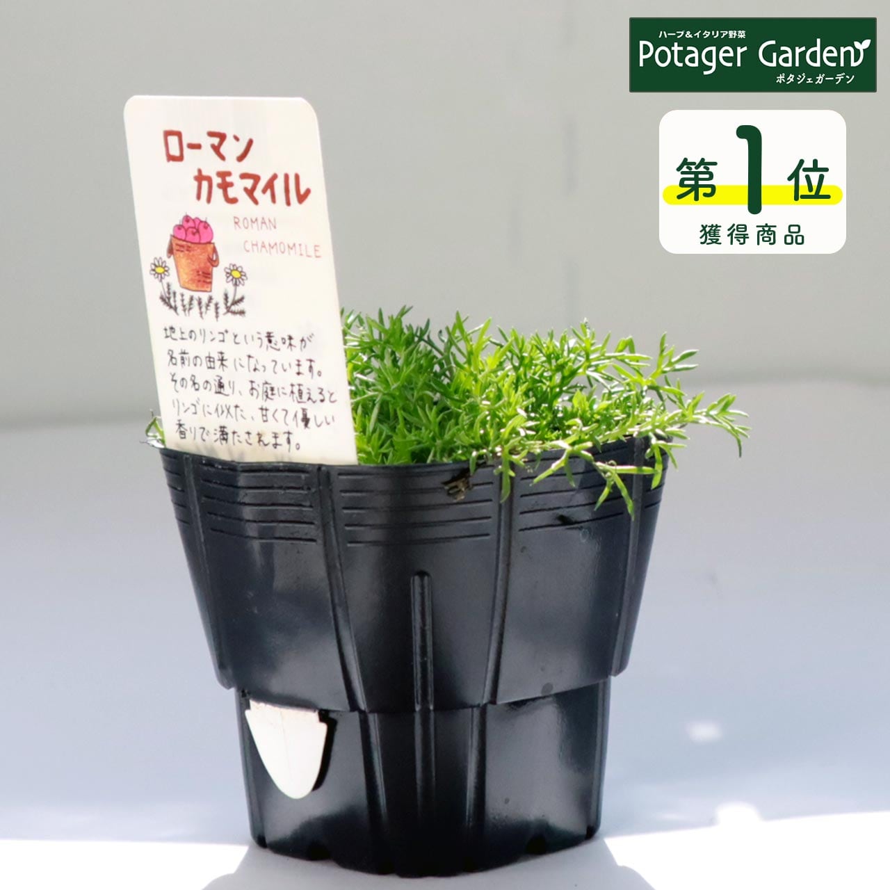 あんこ様　プラナロム カモマイルジャーマン、ローマン、ローズマリーベルベノン ハーブ ジャーマンカモミール 3号ポット苗 : 苗木部 花ひろば