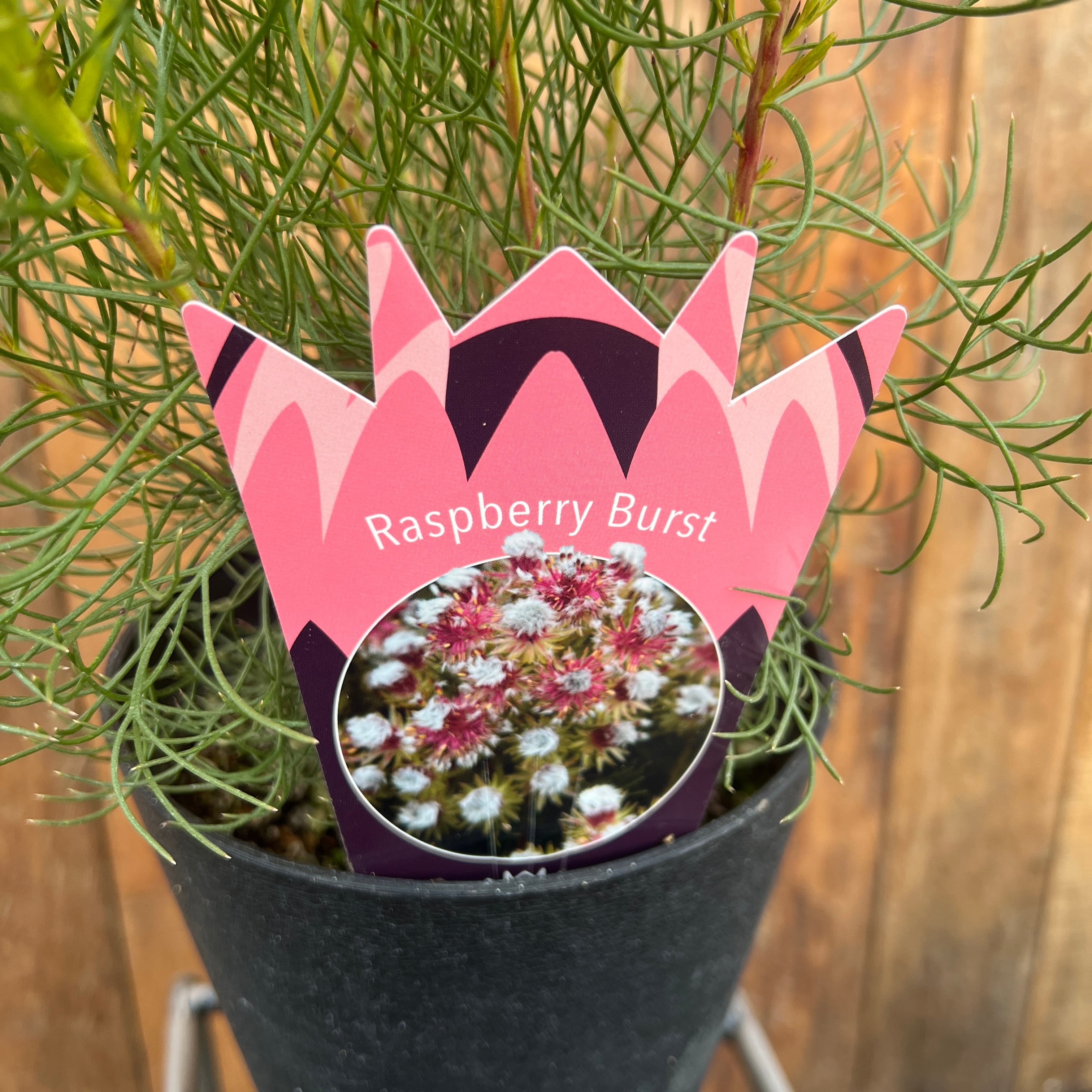 セルリア ラズベリーバースト① | 沼ノ上農園