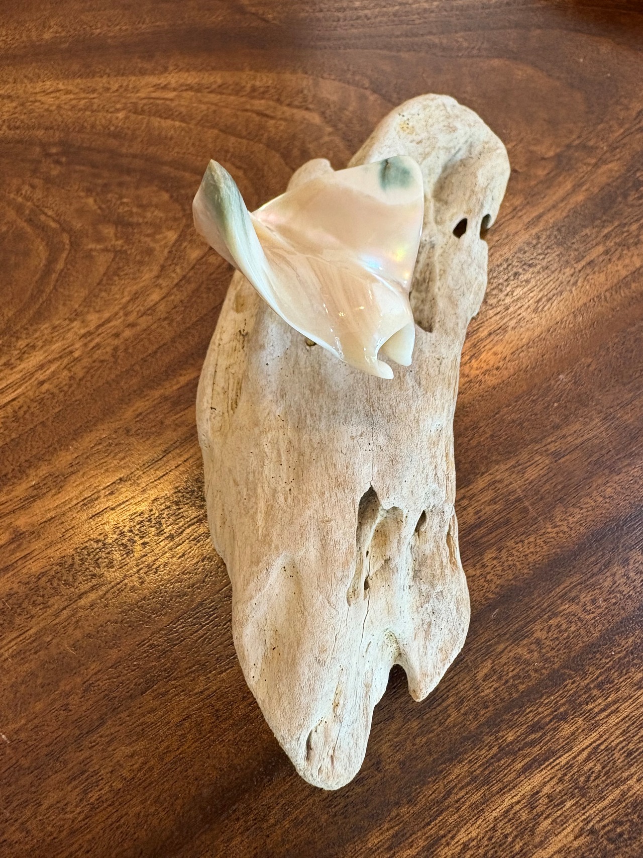 夜光貝マンタのオブジェ　沖縄の思い出に