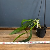 アンスリウム　ウェンドリンゲリ【920】