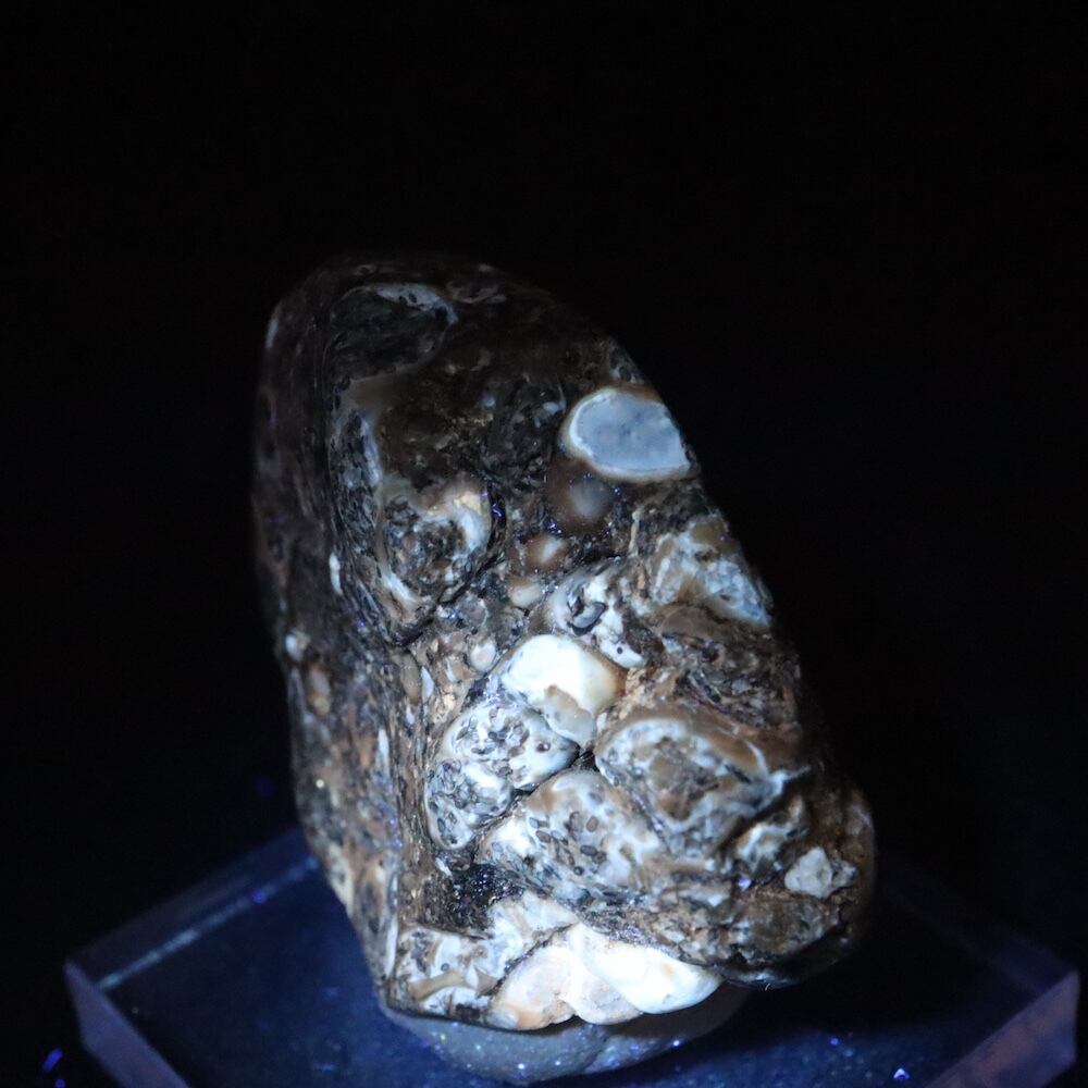 ツリテラ アゲート 研磨 化石 巻貝 瑪瑙 原石 17.7g TRL0012鉱物