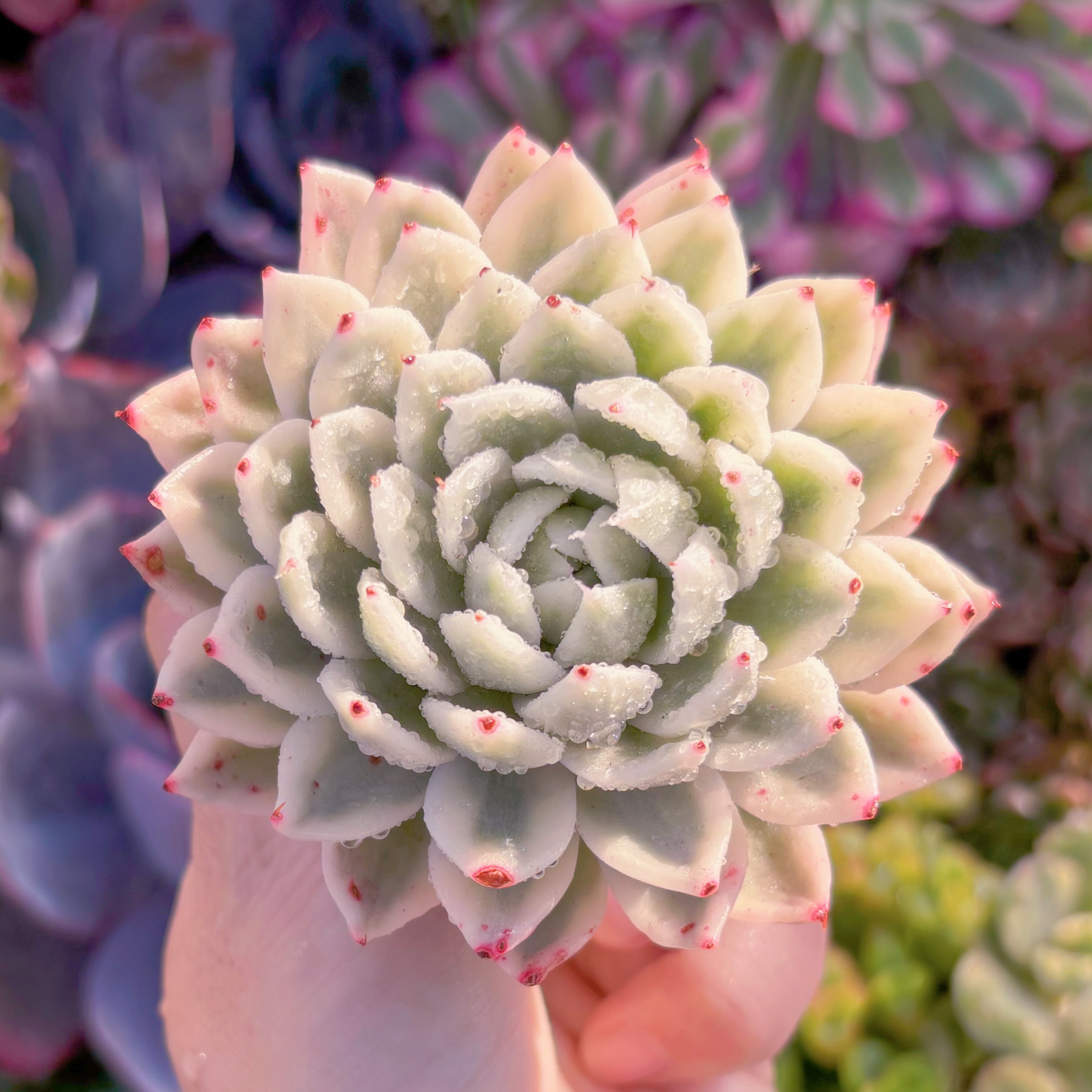 現品　バタフライ錦#M133　るる農園