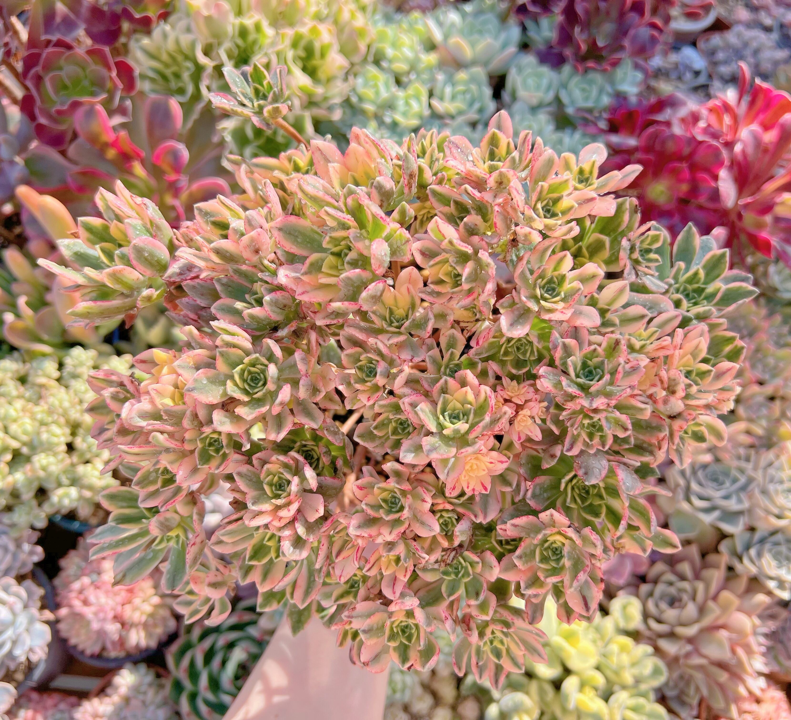 現品　sweet tea#230　特大群生28cm　るる農園