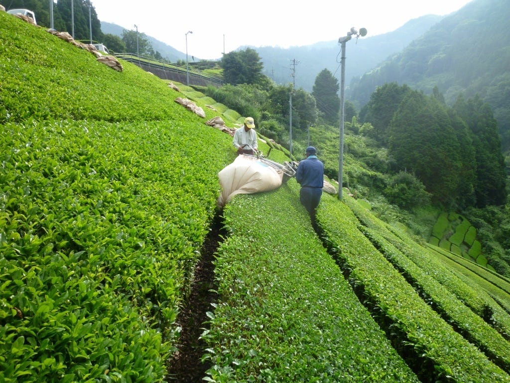 高知仁淀川町 池川地区産 池内製茶 自家栽培自家焙煎 無農薬栽培の番茶
