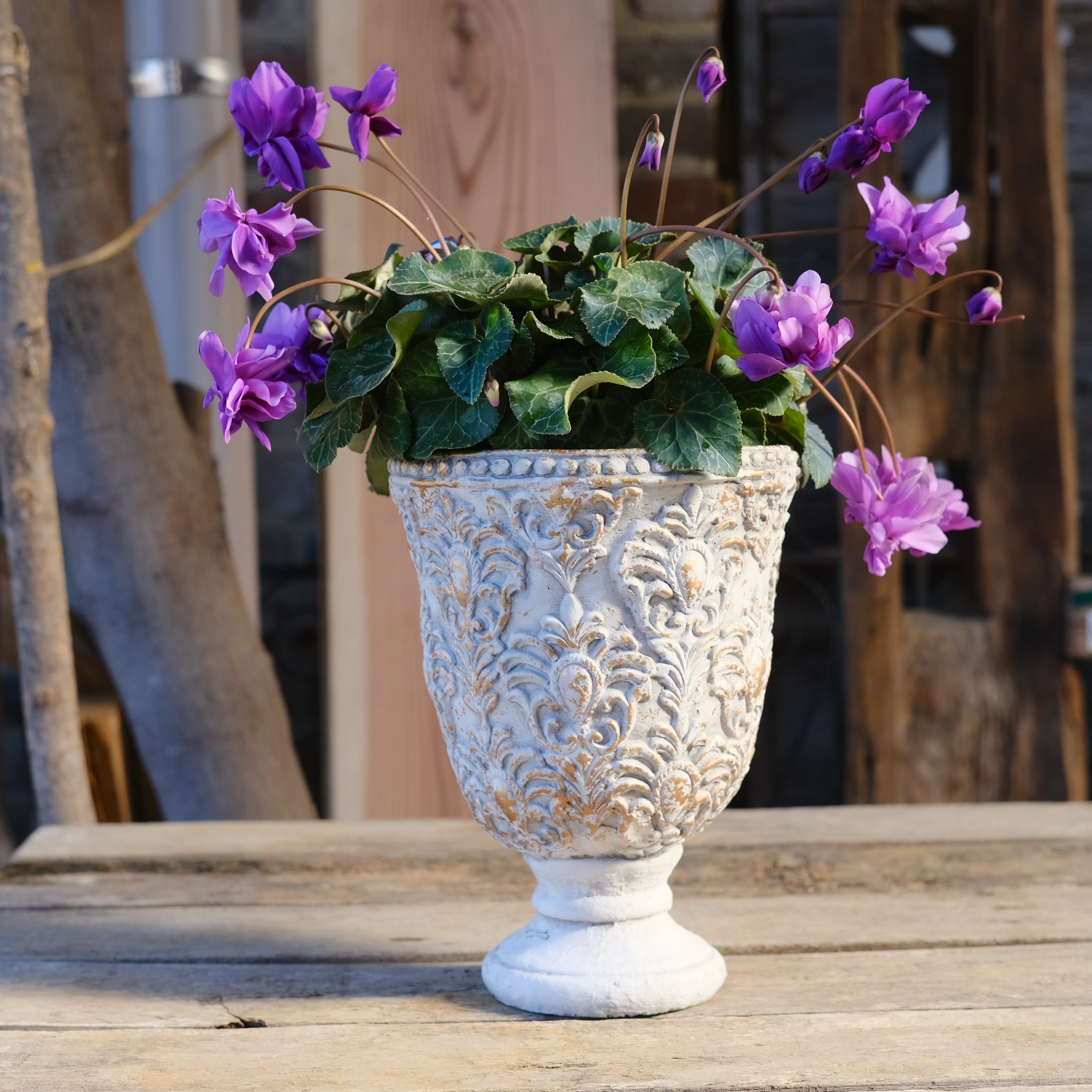 No, 1】ミニシクラメン チモシリーズ 八重《 枝垂れざき 》鉢なし