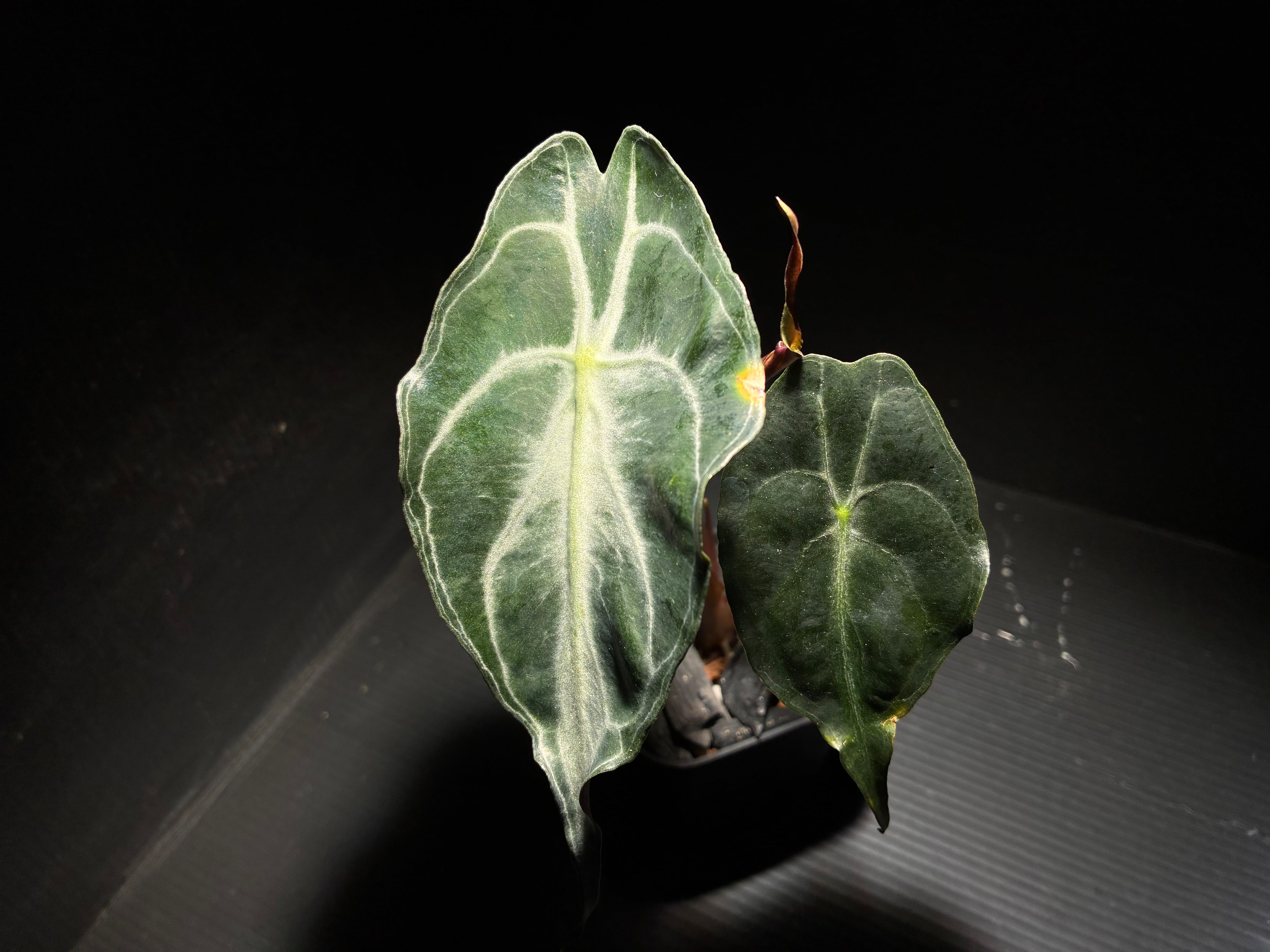 Alocasia 'Venom'（アロカシア 'ヴェノム'） | AquaFocus