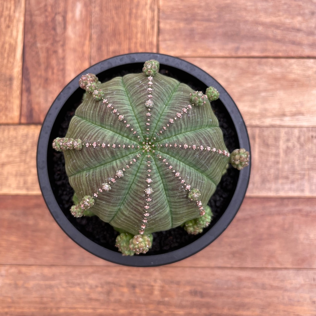 Euphorbia obesa ssp.symmetrica【ユーフォルビア・仔吹きシンメトリカ】