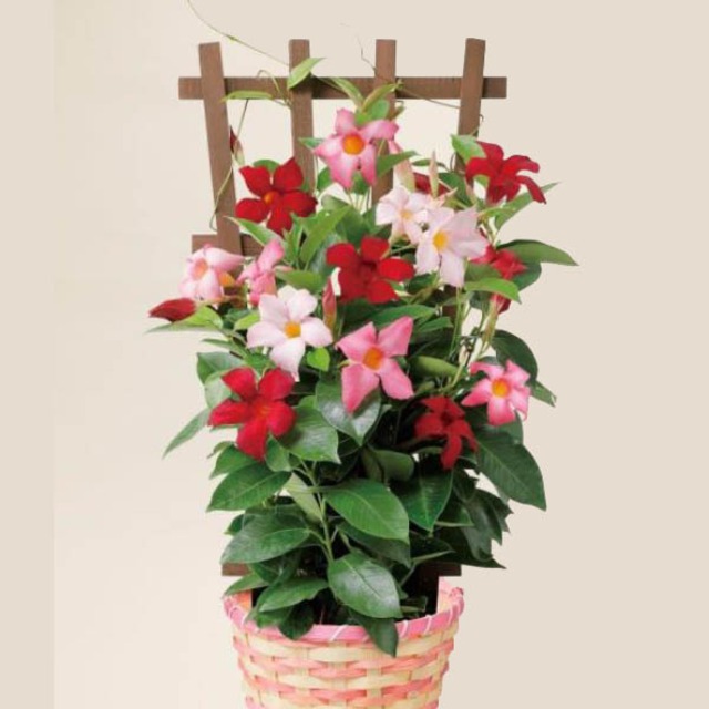 No.14 マンデビラ 「リオ3色mix」