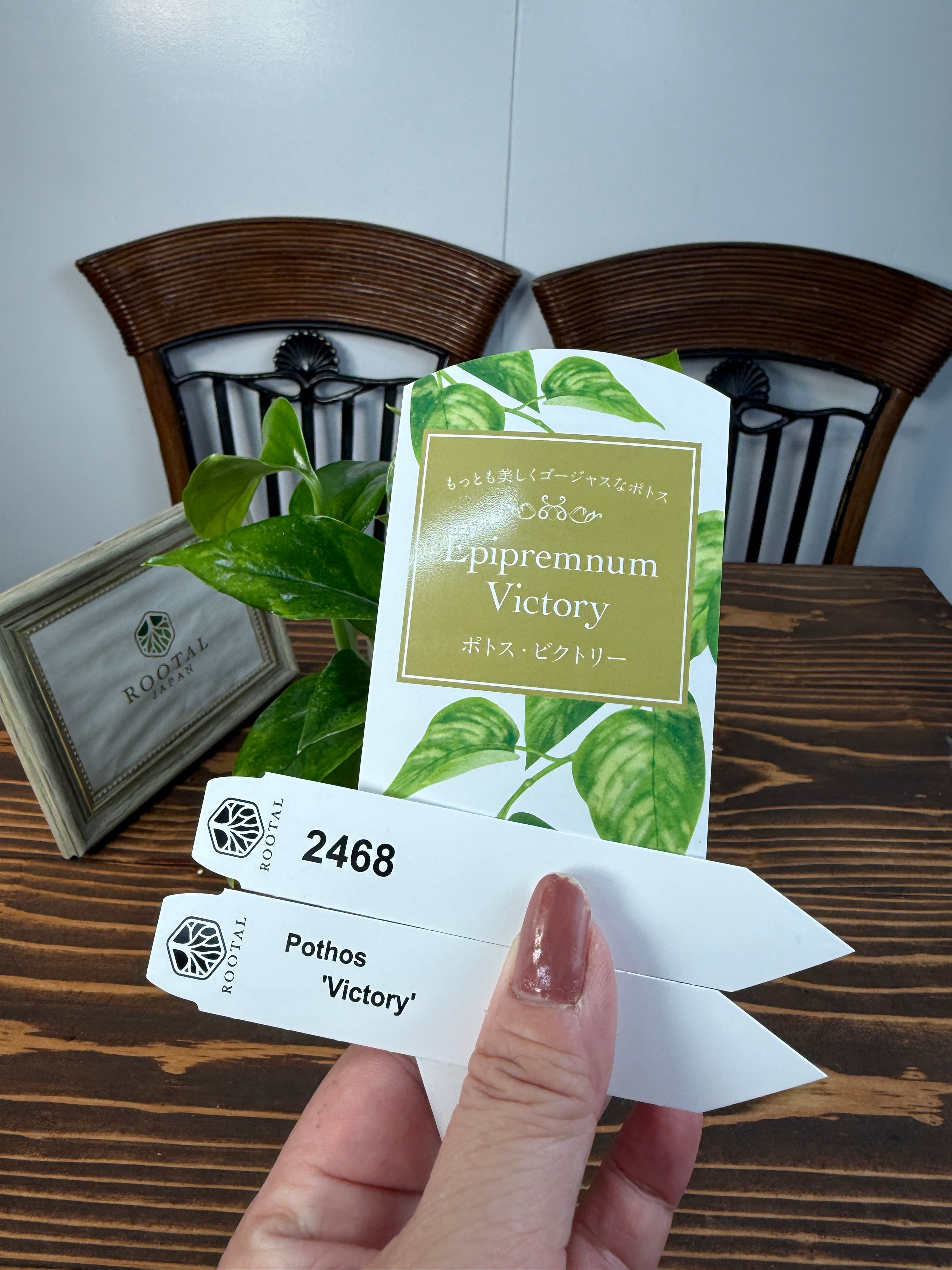 ★2468【独占販売!迷彩ポトス】ポトス ビクトリー(3号ポット)