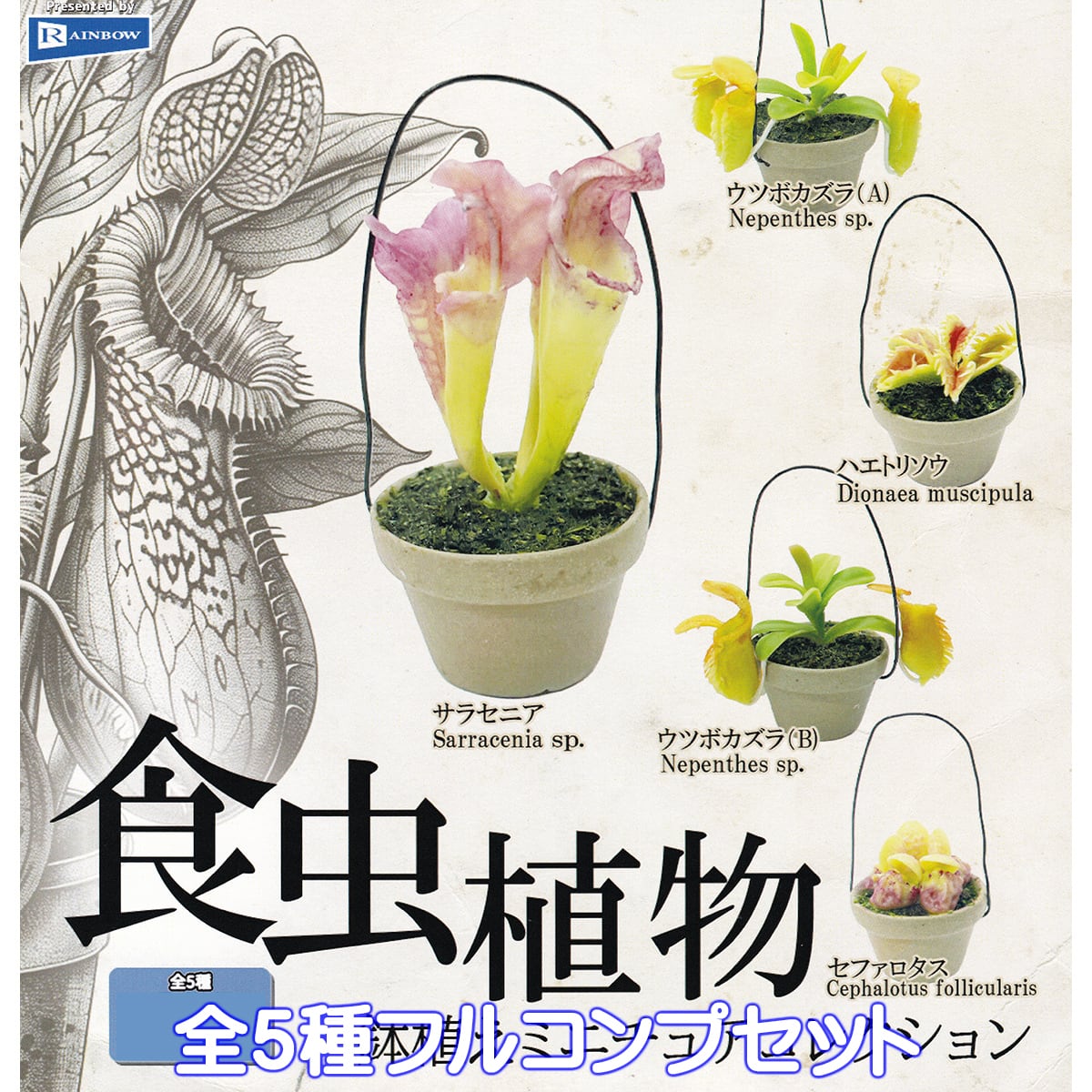 食虫植物 鉢植えミニチュアコレクション レインボー 【全5種