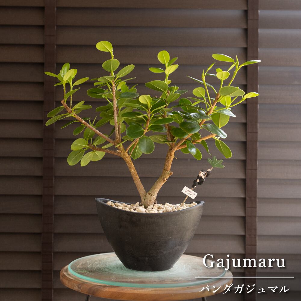 パンダガジュマル 樹脂鉢 ピック付 観葉植物 ガジュマルの木 多幸の木 ガジュマル 0905BK