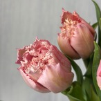 【お宝商品　即出荷】　稀少！人気品種　八重フリンジ咲き　ピンクマジック　5本