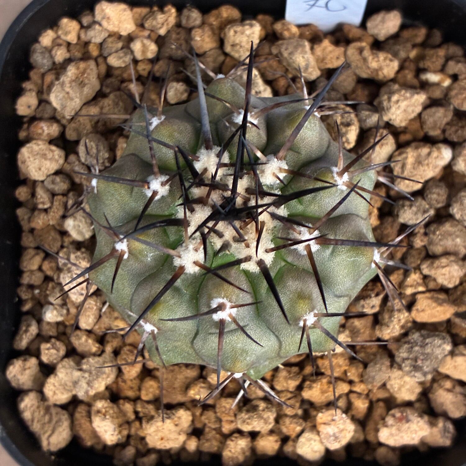 Copiapoa】サボテン コピアポア 黒王丸実生【733】 | PROTOLEAF プロト
