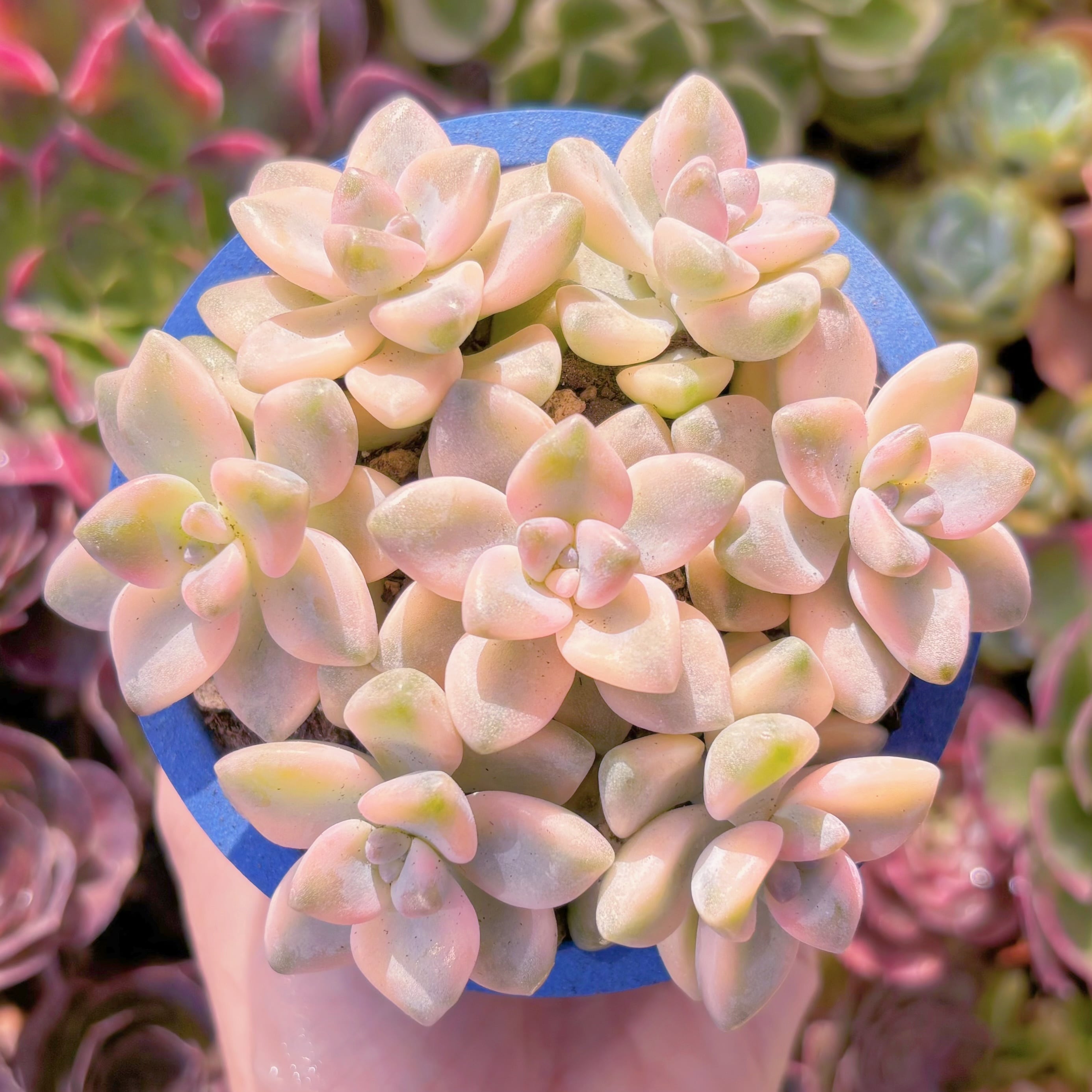 多肉植物　杏子美人錦(7苗)　新入荷　るる農園