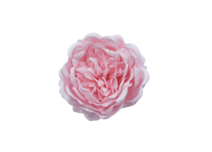 シャクヤクY-P1薄ピーチ（9輪入り）