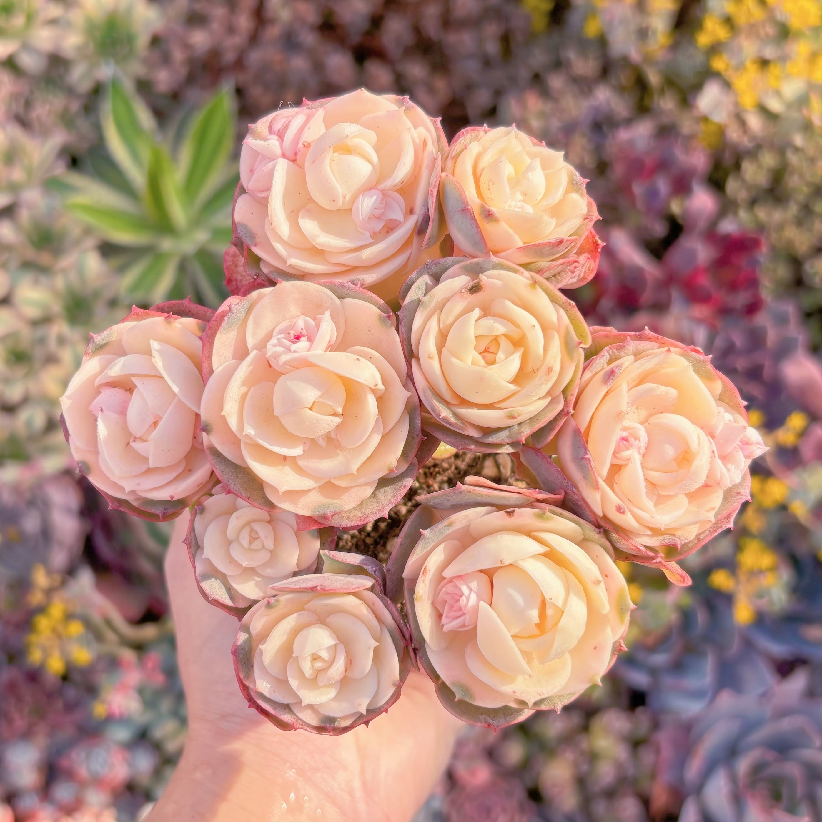 現品　イタリアローズ錦#M222　新入荷　るる農園