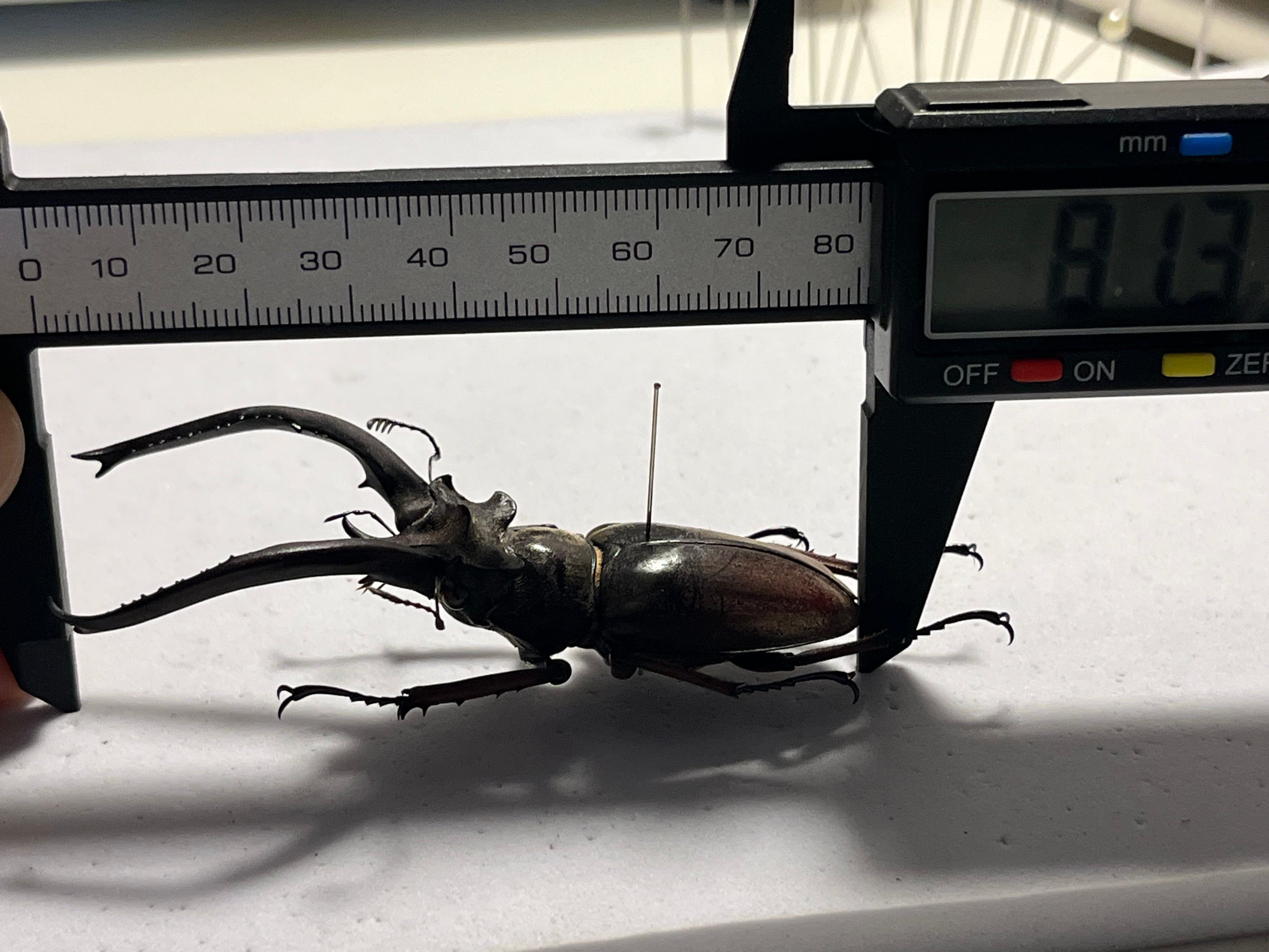 81mm】プラネットミヤマクワガタ 標本 アクベシアヌスミヤマクワガタ