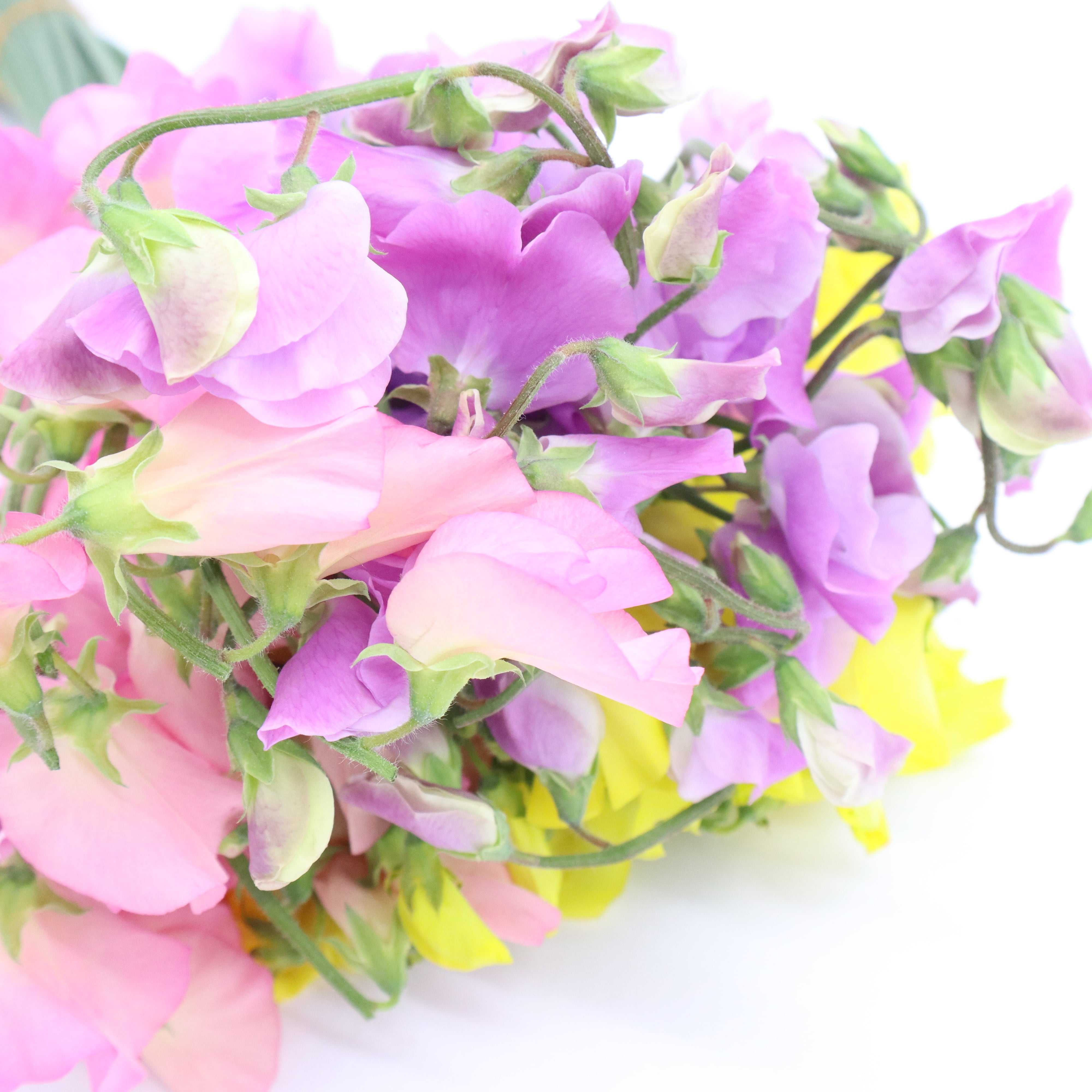 スイートピー 30本〈送料込み〉春色☆パステルカラー☆フラワーロス