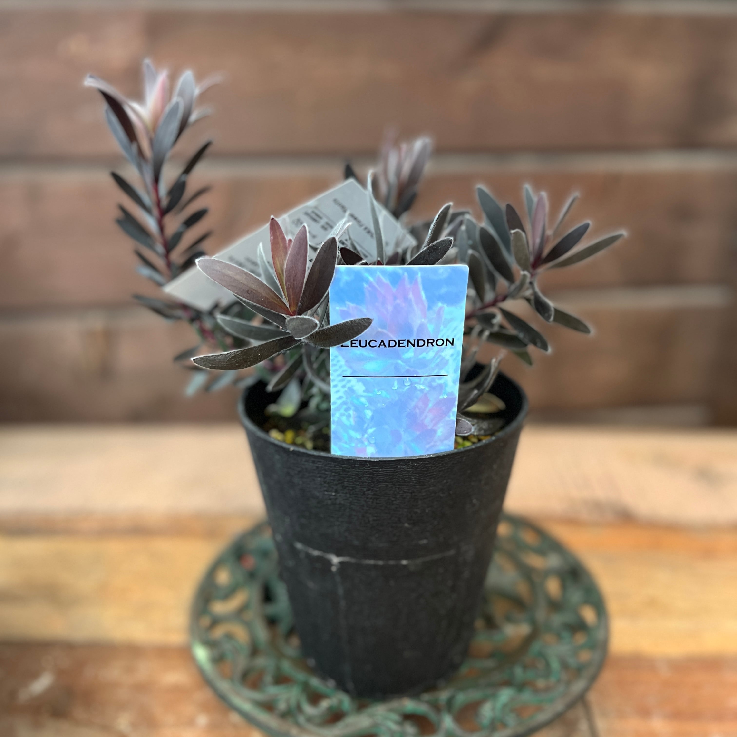 現品1点物の幹極太でつぼみたくさんのプロテア・ポッサムマジック プロテア ポッサムマジック 蕾:1つ | 沼ノ上農園