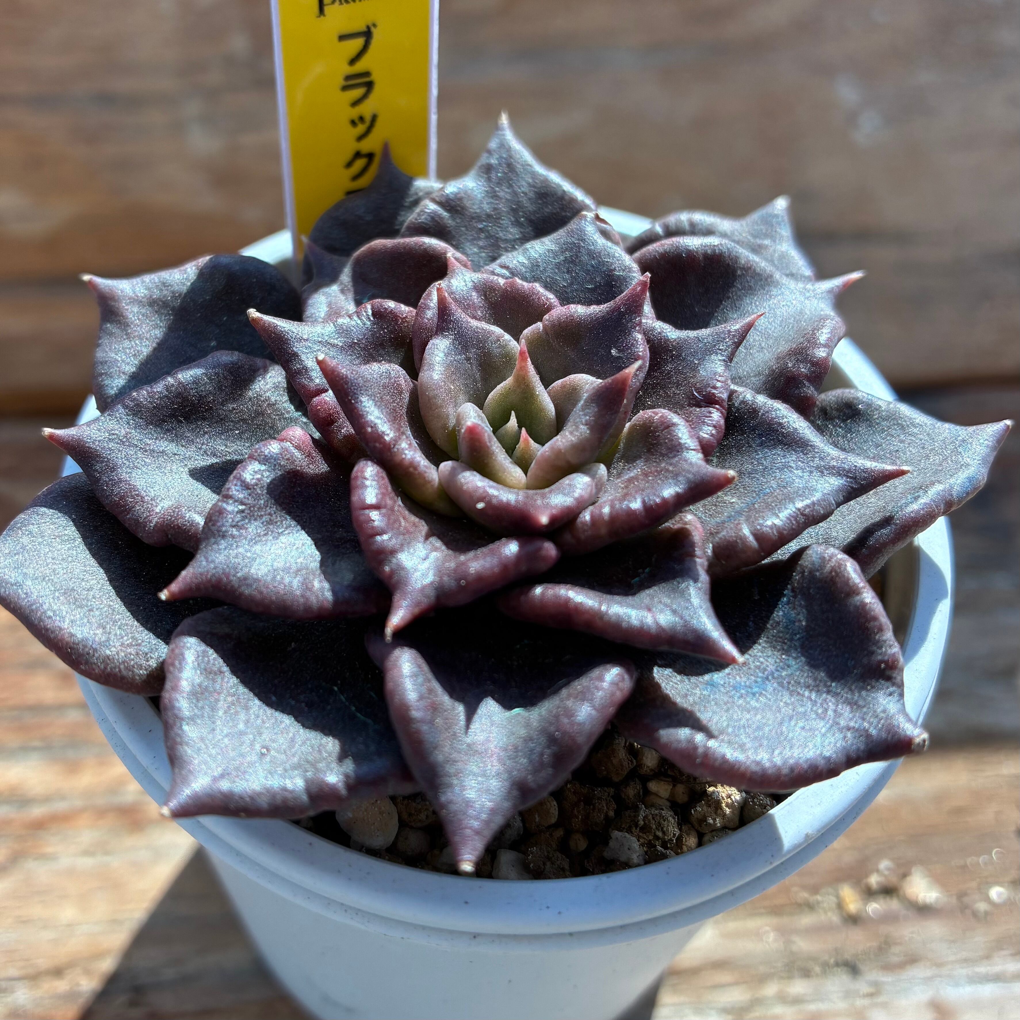 ハオルチア 三仙寿錦 | mocono_plants