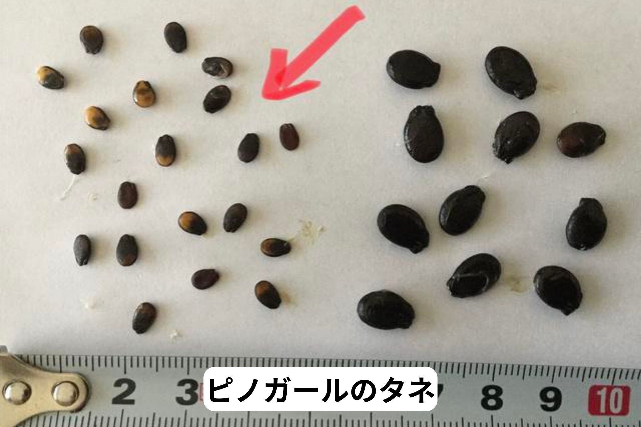 ご家庭用 ピノガール1玉 【タネごと食べれるシャキシャキ小玉すいか】