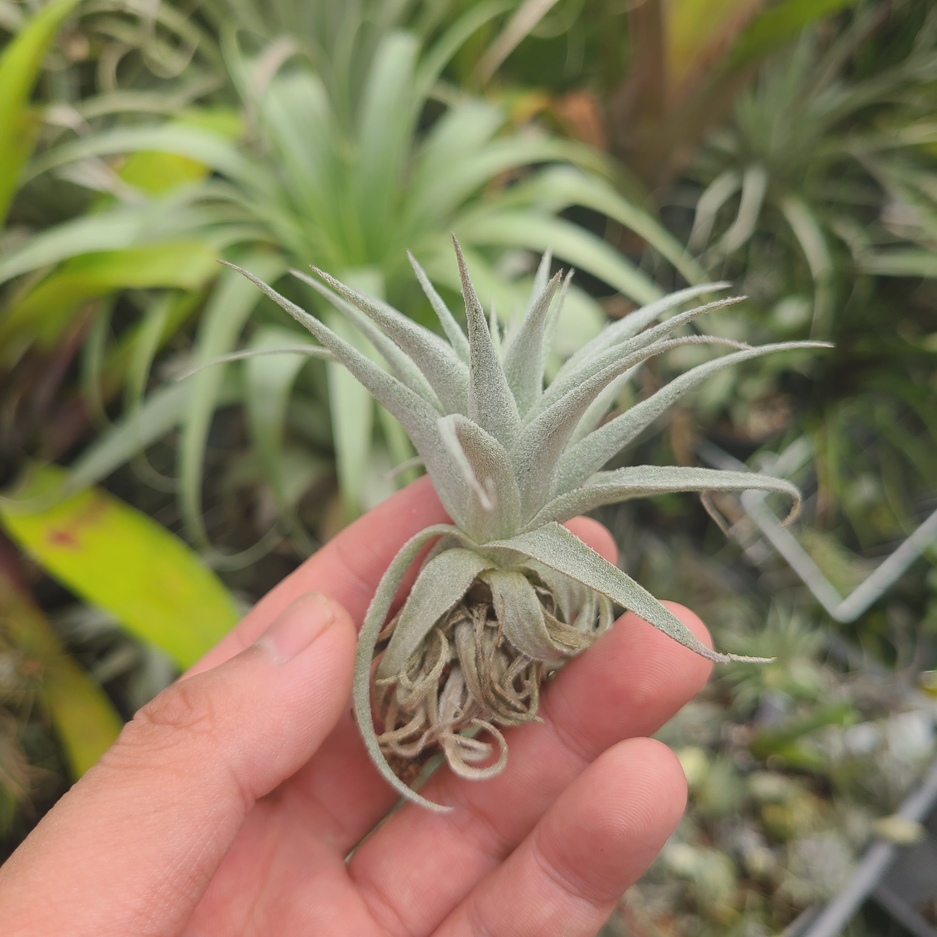 tillandsia Gardneri Rupicola wild 速達発送 Tillandsia gardneri rupicola. (Light purple flower form