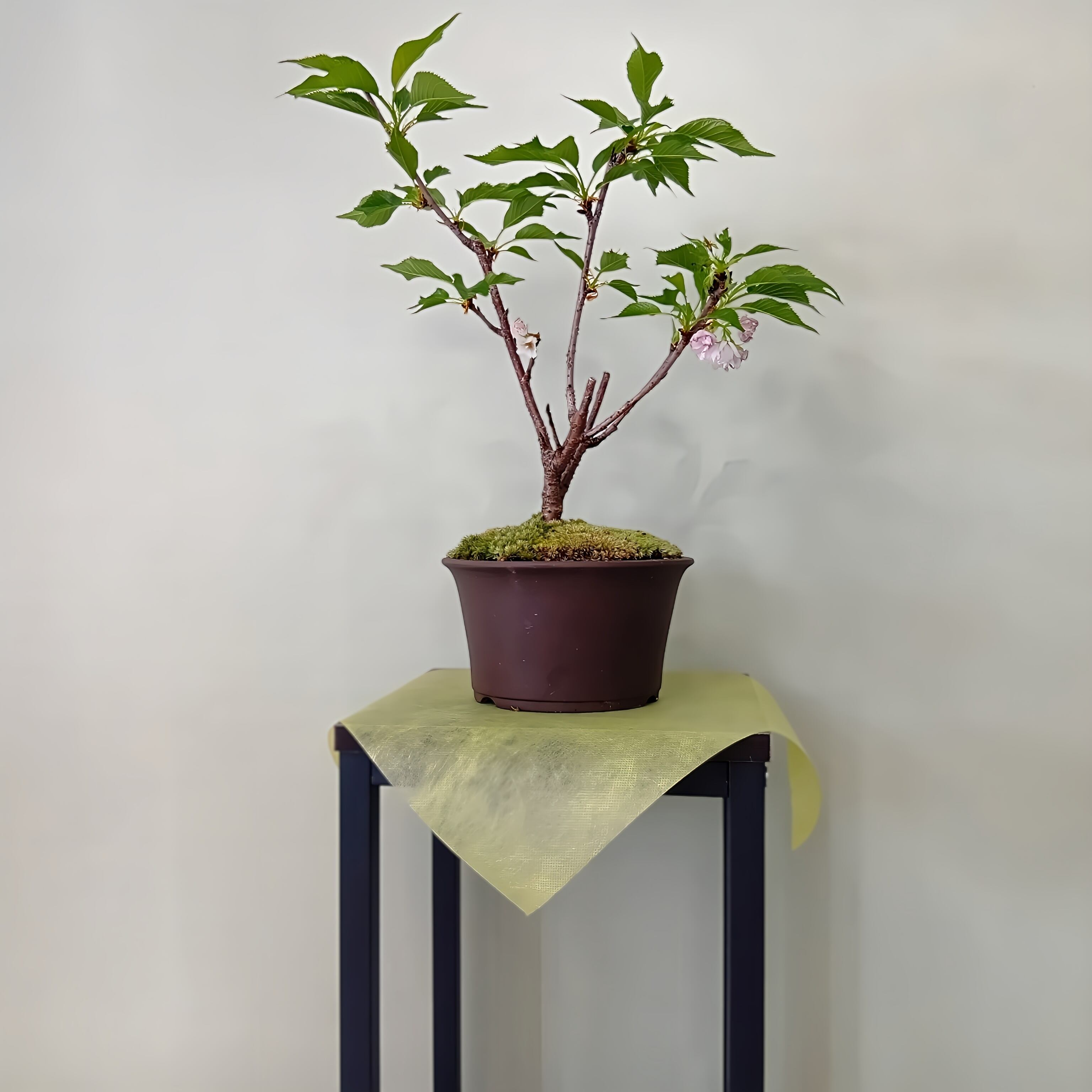 瀬戸焼盆栽鉢 日本製プランター SORIGATA PLANTER エクステリア 鉢