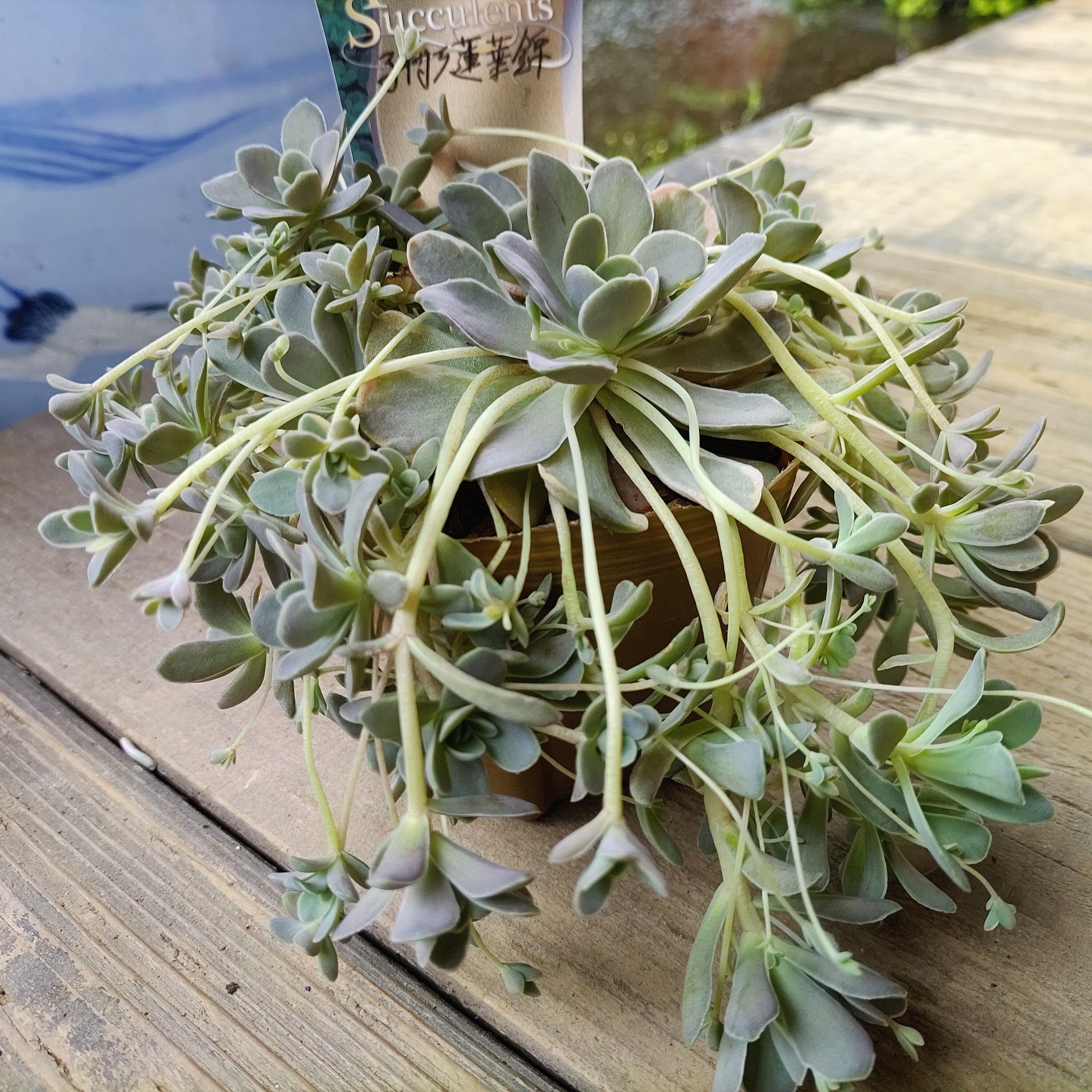 子持ち蓮華錦 | RuPo 多肉植物専門店